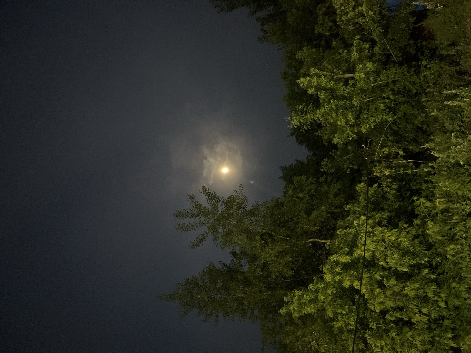 This vertical image captures a serene nighttime scene dominated by a bright moon and dense tree foliage. The dark night sky, a deep charcoal gray, fills the upper and central-left sections of the frame. In the center-left, a luminous, yellow-white moon shines brightly, its light appearing slightly diffused by what seems to be a thin layer of clouds, creating a soft halo effect.
On the right side of the image, a lush canopy of trees extends across a significant portion of the frame, reaching towards the bottom and partially into the mid-left. The foliage is a vibrant green, with individual leaves and branches clearly discernible. Some areas of the leaves appear lighter, likely catching the ambient light from the moon or other unseen sources, while other parts are darker, silhouetted against the sky. The perspective is an upward gaze, looking past the trees into the night sky.
The scene depicts a calm night, with no discernible activity or specific events taking place. The weather appears clear enough for the moon to be visible, with no signs of rain or strong winds. The overall mood conveyed is tranquil and natural. There are no people, visible text, or specific location markers within the image itself, beyond the natural elements of sky, moon, and trees. The time of day is unequivocally night.