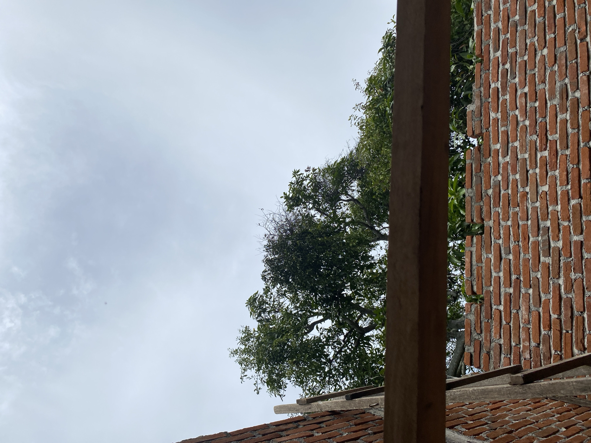 In an outdoor, overcast environment, a partially constructed brick wall fills the lower portion of the frame. The wall is made of reddish-brown bricks laid in a staggered pattern with grey mortar. To the left, a section of a vertical brick wall is visible, angled towards the right. Supporting wooden beams are positioned diagonally against this left wall. A horizontal wooden beam extends across the middle of the image, obscuring the upper part of the wall and the lower parts of the trees. Behind the wooden beam, a canopy of lush green trees with dense foliage is visible against a pale, cloudy sky. The sky is a uniform light grey, indicating a cloudy or overcast day. The scene appears to be a construction site or an area undergoing renovation or building. There are no people or animals present.