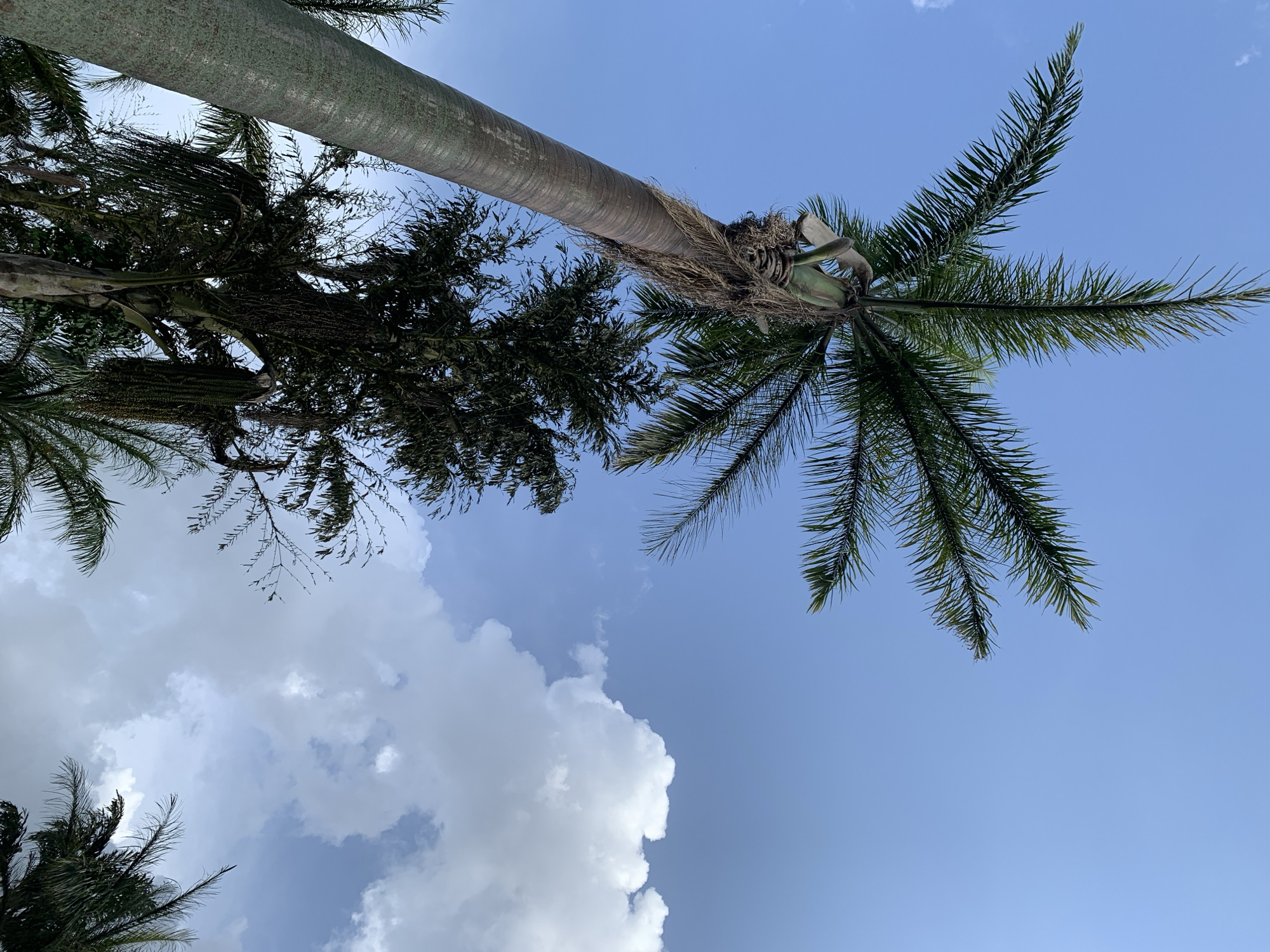 A low-angle shot captures a large palm tree trunk dominating the left side of the frame, its textured, greyish-green bark showing distinct rings. The fronds of this palm, a vibrant green, spread out towards the top left, reaching into a clear blue sky. To the right and slightly behind the main palm, another cluster of dark green palm trees with finer leaves is visible, some appearing to have hanging fruit or seed clusters. The sky is a bright blue, dotted with fluffy white cumulus clouds, particularly prominent in the right half of the image. The lighting suggests it is daytime, with sunlight illuminating the clouds and highlighting the foliage. The scene appears to be in an outdoor, possibly tropical or subtropical, environment, with a focus on the scale of the palm trees against the expansive sky. The location is specified as Bukuru, Nigeria.
