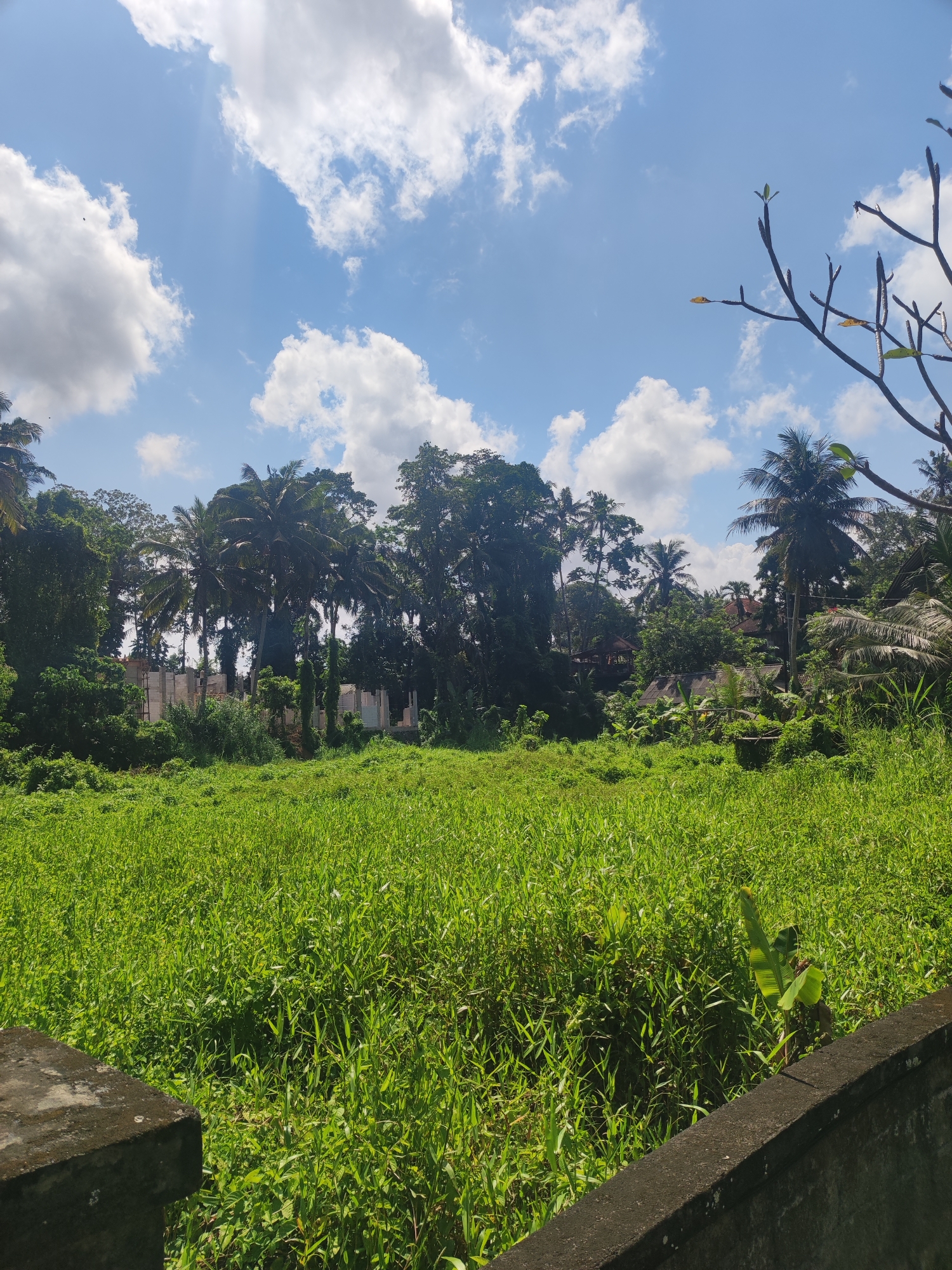 The image depicts a lush green field in the Ubud District of Indonesia, under a partly cloudy sky. The field is overgrown with tall grasses and vegetation. In the background, there is a dense line of trees, including coconut palms. Partially obscured behind the trees, there is a concrete structure. To the right, a bare tree branch is visible. The image is framed by a low concrete wall in the foreground. The sky is blue with scattered white clouds and visible sun rays.