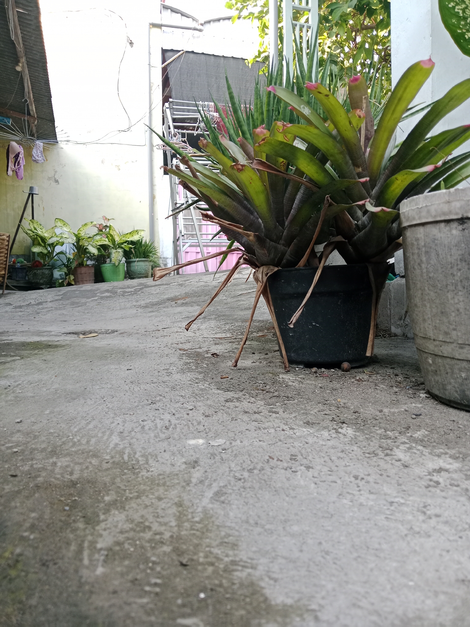 The image depicts an outdoor scene with a focus on several potted plants situated on a concrete surface. In the foreground, a large bromeliad plant in a black plastic pot is prominently displayed, with its long, arching leaves and exposed roots extending outwards. To the right, a portion of a large, weathered gray planter is visible. Behind the bromeliad, a row of smaller potted plants, including some with variegated leaves, are arranged on the concrete. Further in the background, a clothesline with laundry hangs from a makeshift structure under a corrugated roof. A metal drying rack is also visible, along with a glimpse of greenery and structures that suggest a residential or urban environment. The overall impression is of a home garden or backyard area, likely in a tropical climate given the type of plants. The image was taken in Kediri City, Indonesia.