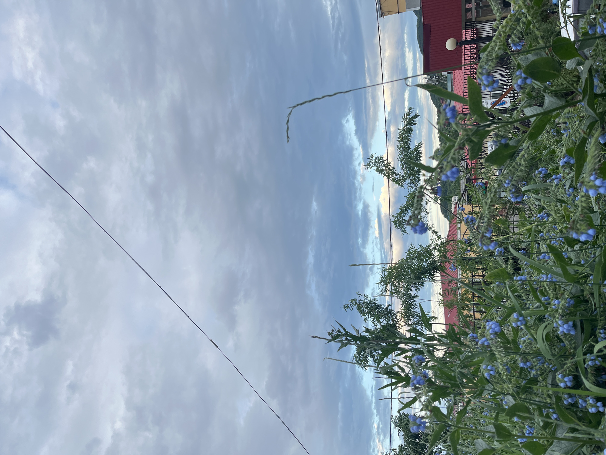 The image shows a close-up view of blue flowers in the foreground, with a cloudy sky above. In the background, there are some buildings with red roofs and a black fence. A power line runs diagonally across the sky. The scene appears to be in a residential area. The presence of the power line and the style of the buildings suggest an urban or suburban setting. The cloudy sky indicates it may be overcast or dusk. The blue flowers are in bloom and appear to be part of a garden or natural landscape. It is not possible to determine the exact location within Petropavlovsk-Kamchatsky from the image alone.