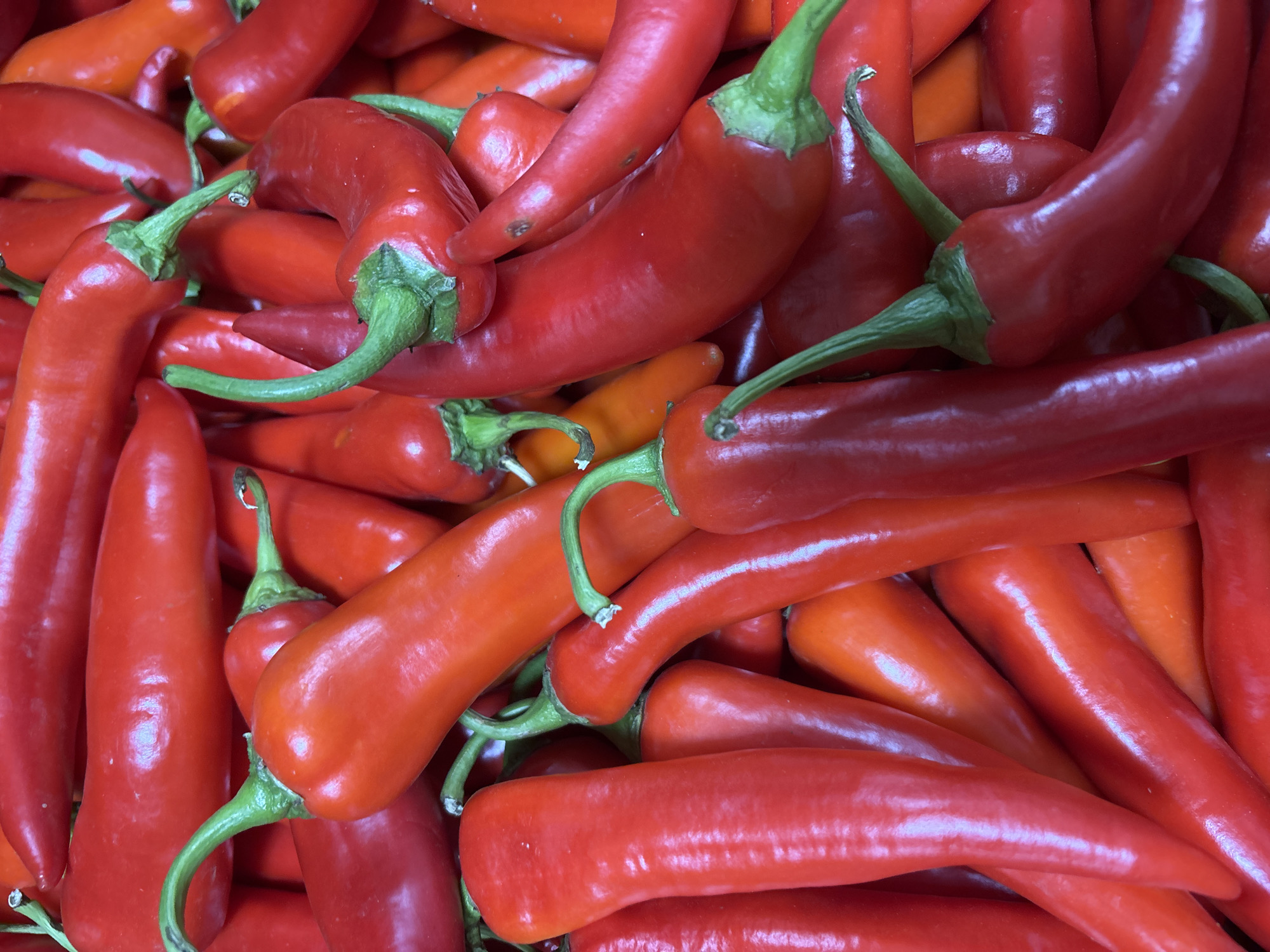 The image is a close-up, overhead shot of a large pile of red chili peppers. The peppers are various shades of red and orange, and some have green stems. The peppers are densely packed, and some overlap each other. The lighting is bright, and the peppers appear fresh and glossy. There are no people or any indication of a specific location within Zvenigorod, Russia, visible in the image.