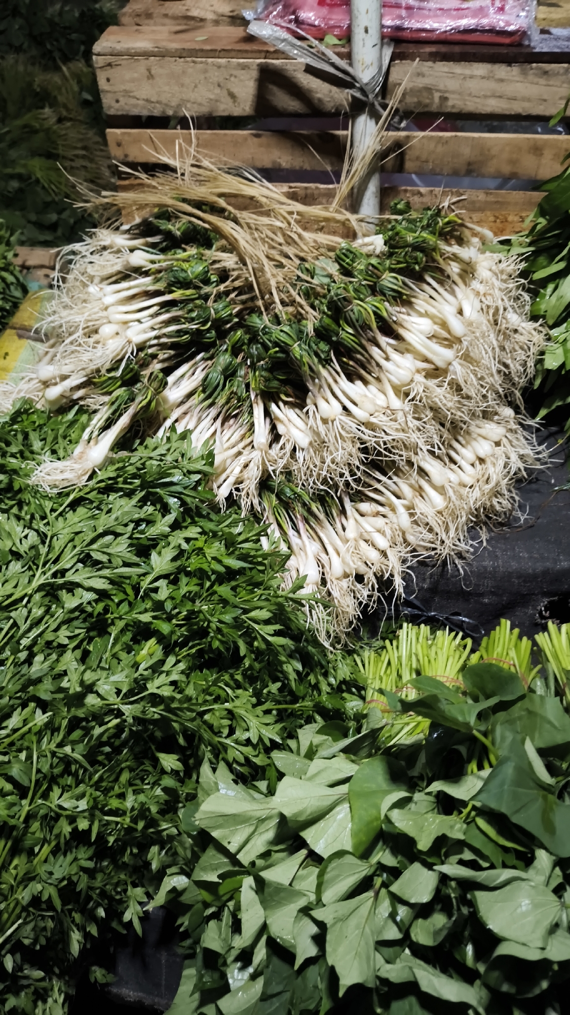 A close-up, eye-level shot captures a vibrant display of fresh produce at a market in South Jakarta, Indonesia. In the foreground, a large bunch of leafy green vegetables, possibly parsley or cilantro, is piled high, its frilly leaves glistening. To the right, another assortment of greenery, possibly young bamboo shoots or similar stalks, is neatly bundled. Dominating the center of the frame is a substantial collection of what appear to be young garlic or scallion bulbs, their white bases topped with thin, dried roots and vibrant green shoots. These are tied together in a large bunch. Behind the produce, wooden crates are stacked, some appearing weathered and used, forming a rustic backdrop. The overall impression is one of abundance and the freshness of locally sourced ingredients, common to many traditional markets in South Jakarta. The lighting suggests an indoor or covered market setting, possibly early in the morning or late in the day.