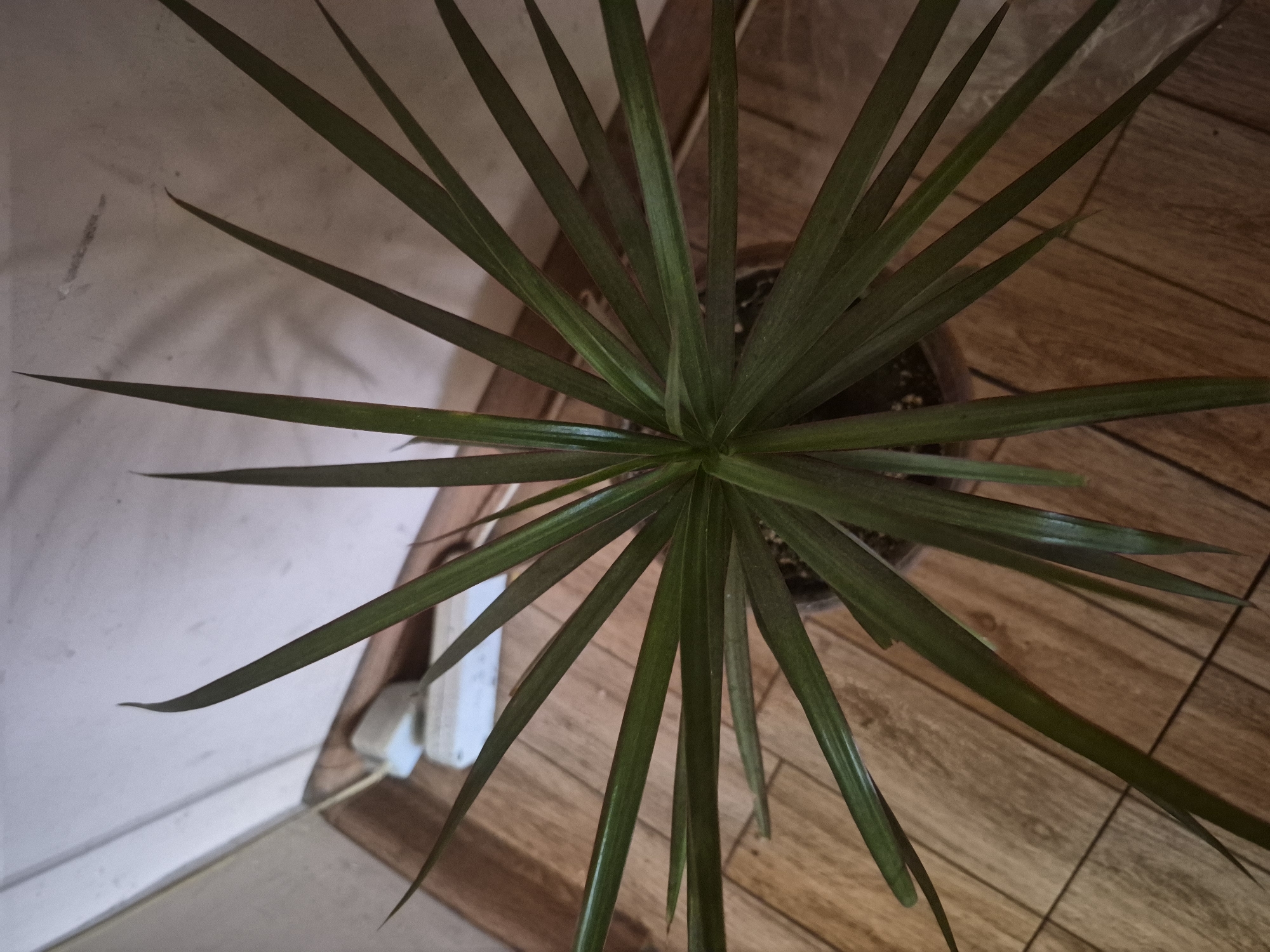The media file presents a high-angle, top-down view of a potted houseplant situated indoors. The central subject is a plant, likely a Dracaena, characterized by its numerous long, slender, and pointed dark green leaves. These leaves emanate radially from a central point, creating a star-like or rosette pattern. The leaves appear to be healthy, with a slight sheen, though some show minor brown tips or edges.
The plant is housed in a dark-colored, possibly brown or black, pot which is partially visible beneath the dense foliage at the center. The pot rests on a floor covered with light brown wooden tiles, arranged in a grid pattern. To the left of the plant, a light-colored, possibly white or off-white, wall is visible, showing some minor scuffs and textures. A white electrical outlet or switch is mounted on this wall near the floor, with a thin wire extending from it.
The lighting in the image appears diffused, casting subtle shadows from the leaves onto the floor and the wall, suggesting an indoor setting without direct, harsh sunlight. There is no specific activity taking place; the image captures a static scene of the plant within its environment. No people are visible, and there is no discernible text within the frame. The location is an indoor space in Yerevan, Armenia.