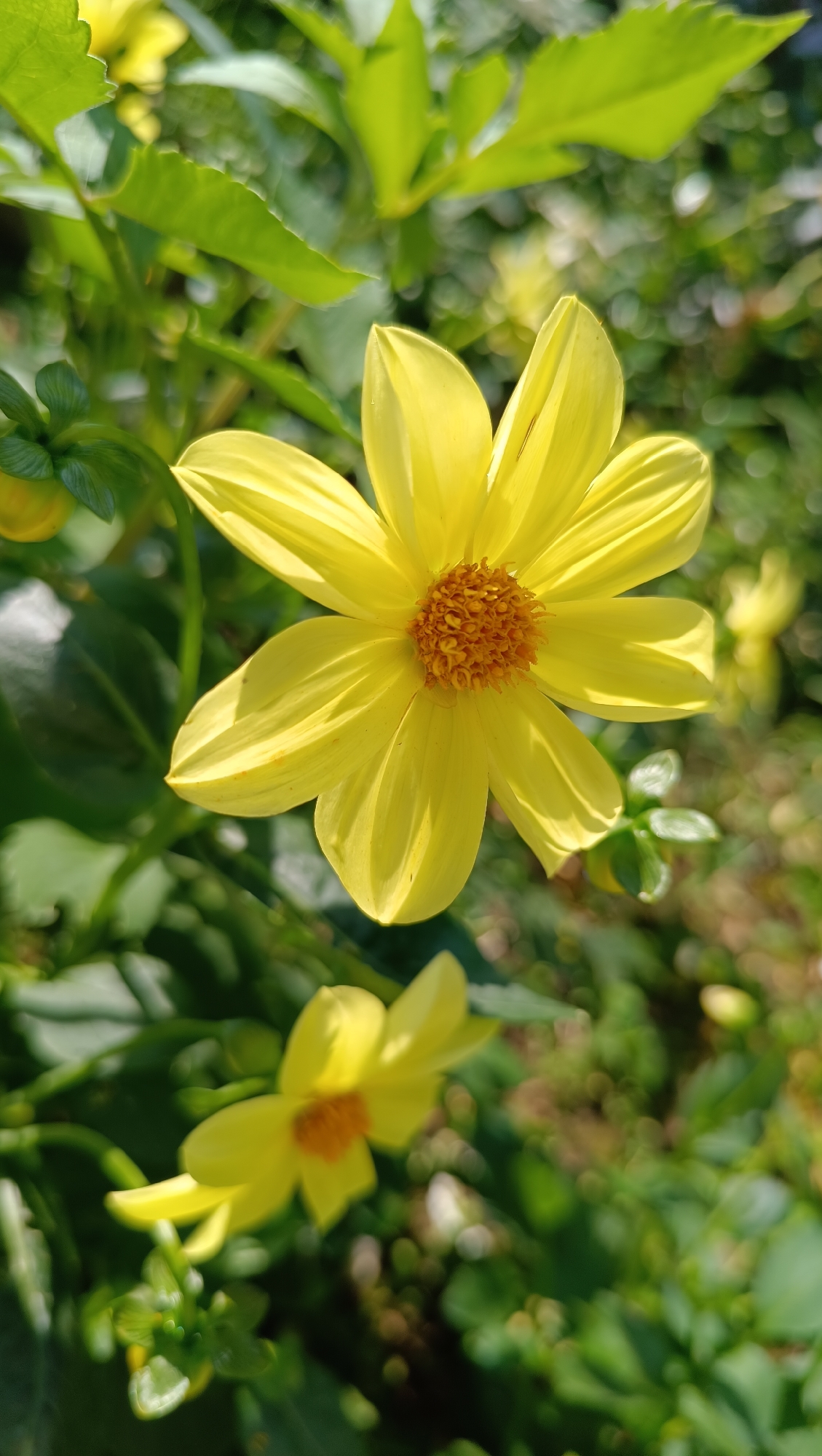 A close-up, eye-level, outdoor shot features a vibrant yellow dahlia flower in full bloom, centered in the frame. The flower's petals are broad and slightly pointed, with delicate veins visible and a gradient of light and shadow creating a sense of depth. The center of the flower is a rich, textured orange, composed of numerous small florets.
Behind the main subject, a second, smaller yellow dahlia is partially visible, blurred due to shallow depth of field. Surrounding the flowers are lush green leaves and stems, some sharply in focus and others softly blurred. The background is a tapestry of green foliage and dappled sunlight, suggesting a garden or natural setting. The overall lighting is bright and natural, indicative of daylight hours. The image captures a moment of natural beauty, with the focus on the delicate details and vivid colors of the flowers. The location is described as Karsha, Russia, suggesting a temperate climate during a blooming season.