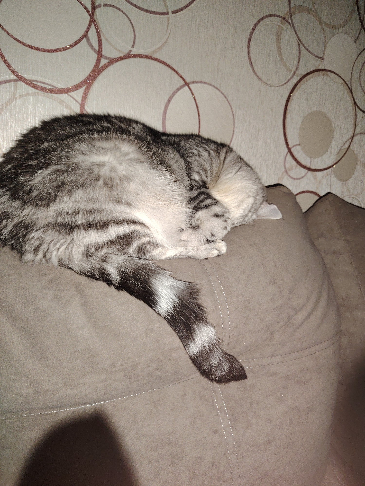 A gray and white tabby cat is depicted sleeping soundly, curled up on a brown-taupe colored sofa. The cat's face is hidden, tucked into its paws, which are visible near its chest. Its distinctly striped fur, characteristic of a tabby pattern, covers its back and sides, leading to a fluffy tail with prominent black and white bands. The sofa appears to be made of a soft, textured fabric, possibly suede or velvet, and features visible white stitching on its cushions. In the background, light-colored wallpaper with a repeating pattern of interconnected, reddish-brown circular designs, some with a glittery finish, is visible. The scene is indoors, likely a domestic setting such as a living room or bedroom, and the lighting suggests a comfortable, calm atmosphere, possibly during the evening. No text is visible in the image.
