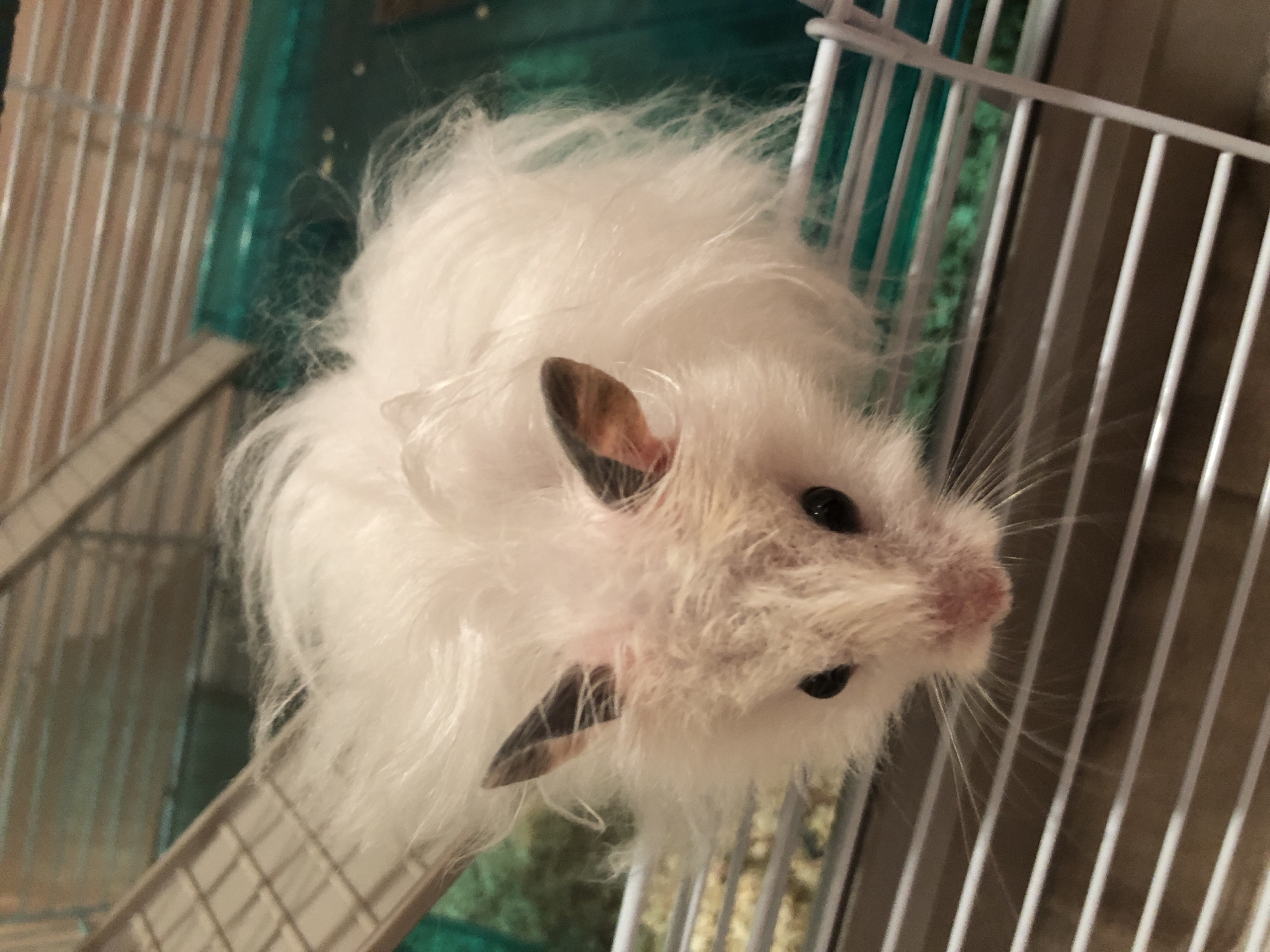 A close-up, high-angle shot shows a fluffy white hamster with dark eyes and ears inside a multi-level cage. The hamster's fur is long and appears somewhat disheveled, particularly around its face. The cage has white bars, a beige ramp or platform, and a green plastic base. The hamster is positioned towards the front of the cage, peering down towards the viewer. The background consists of blurred wooden-colored material and the green cage base. There is no indication of the hamster's location in Solikamsk, Russia, or any other geographical context.