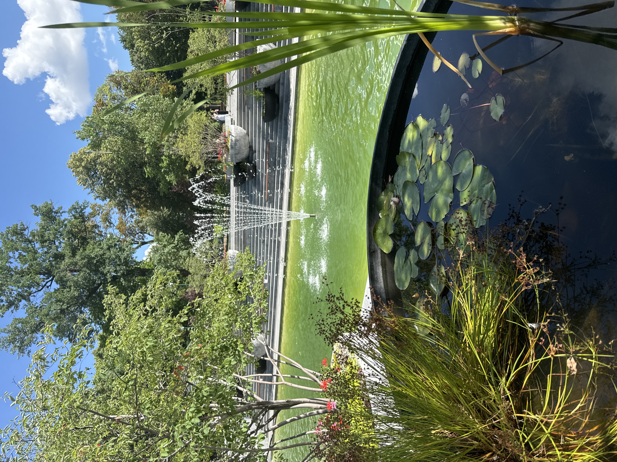 The image depicts a serene park scene with a focus on a tiered water feature. In the foreground, a pond is filled with dark water and dotted with numerous green lily pads. Tall, green grasses with dried seed heads grow along the edge of the pond, partially obscuring the water.
Beyond the pond, a large, rectangular pool of bright green water is visible. A tall, multi-tiered fountain shoots water into the air, creating a delicate spray. The pool is surrounded by wide, grey stone steps that ascend on the left side of the frame. Some of these steps have benches built into them.
In the background, lush green trees with a variety of foliage create a natural backdrop. The sky above is a clear, bright blue with a few fluffy white clouds. The lighting suggests it is daytime, likely a sunny afternoon, given the shadows and the brightness of the water.
There are a few people visible on the steps, appearing small in the distance, seemingly enjoying the park. One figure appears to be seated on a bench, and another is walking. The overall mood is peaceful and tranquil, suggesting a leisurely day in a well-maintained public space. The presence of lily pads and the fountain indicate a garden or park setting designed for relaxation and aesthetic enjoyment. The location context of Kharkiv, Ukraine, places this scene in a specific urban environment. No text is visible in the image.