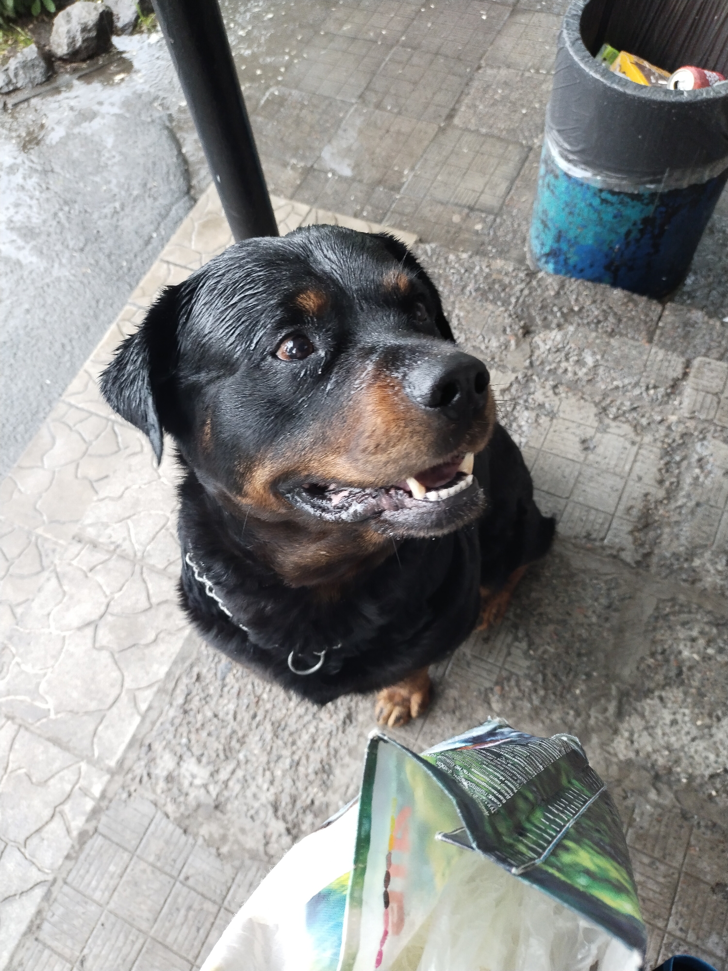 A black and brown Rottweiler dog with a metal chain collar is sitting on a gray tile surface. To the right of the dog is a blue and black trash can containing various items, including a red can. In front of the dog is a partially visible bag of dog food. The background features a step and some rocks. The location is Horishni Plavni, Ukraine.