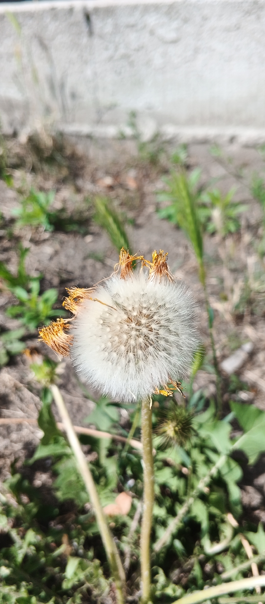 A single, fluffy dandelion seed head stands vertically in the foreground, its white, feathery seeds radiating outwards from a central core. Some of the seed head's remnants are brown and withered, with dried petals clinging to the stalk. The background is out of focus, with blurry green foliage and brown earth visible. A pale, textured surface, possibly a concrete wall or curb, forms the upper edge of the background. The scene appears to be outdoors, in an urban or park-like setting, likely in Smila, Ukraine, given the context. No people are present in the image. The lighting suggests a bright, sunny day.