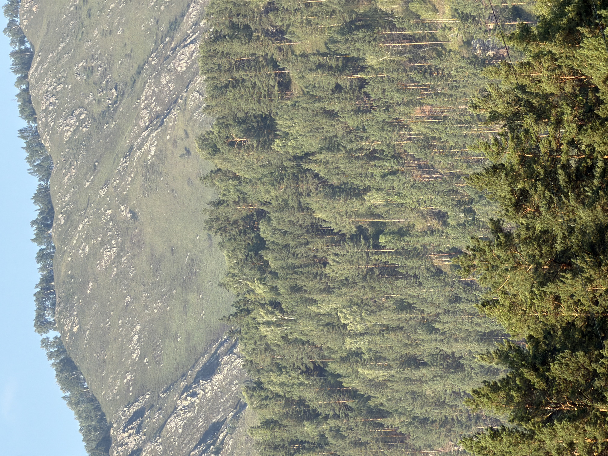 The image shows a mountain slope covered in dense pine forest, with a rocky, grassy upper slope that transitions to a treeline along the crest. The sky is clear and blue. There are no people or man-made structures visible in the scene, except for two thin, dark power lines running horizontally across the middle right portion of the image. The environment is a natural landscape. The location in Anos, Russia, is a natural mountainous area with significant forestation.