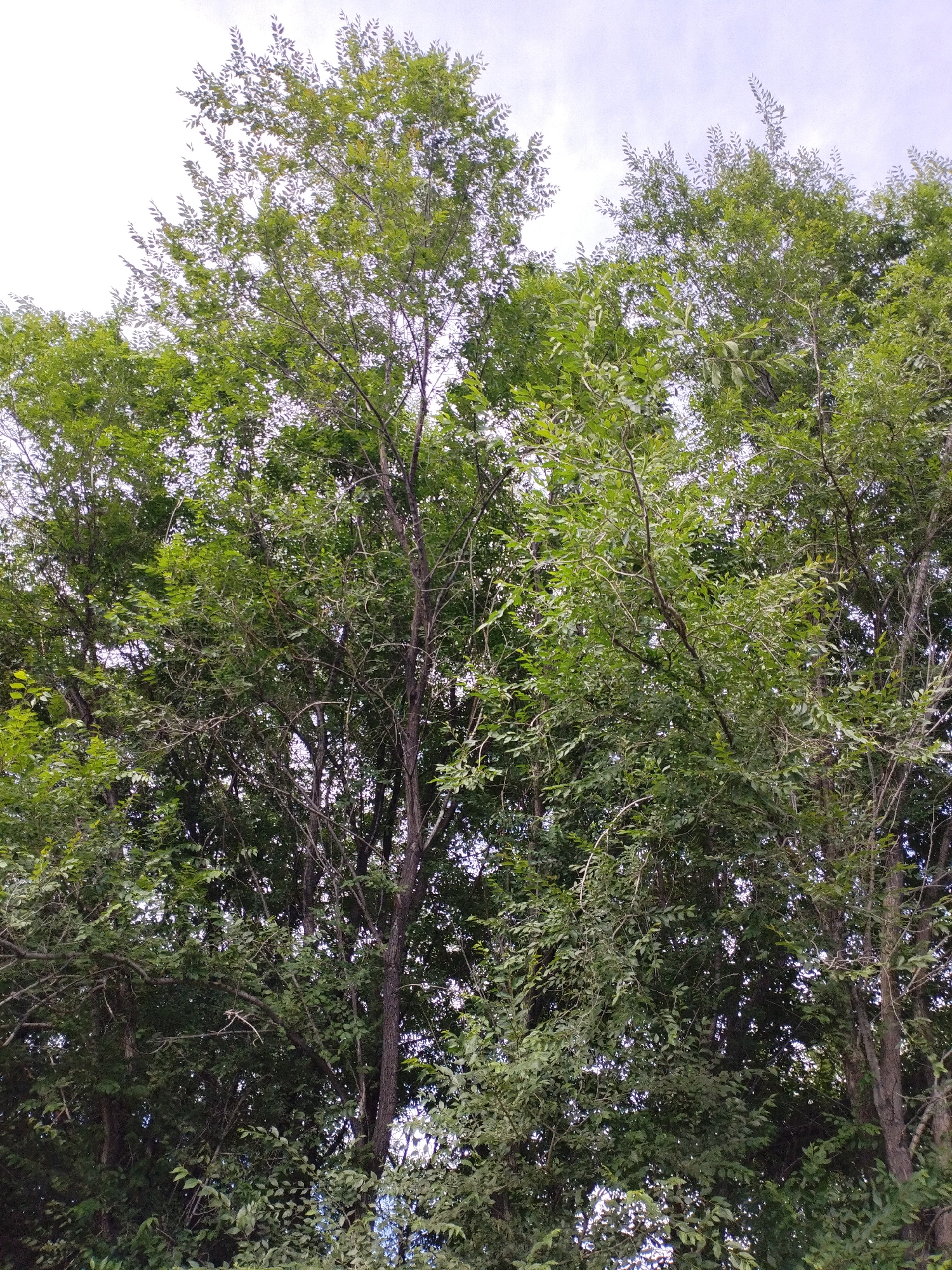 The image shows a dense canopy of green trees against a bright, overcast sky. The trees are tall and leafy, with many branches visible. The leaves are a vibrant green, suggesting a healthy foliage. The overall impression is of a natural setting, possibly a park or a wooded area within a city. There are no people or any man-made objects clearly visible in the frame. The scene is typical of a summer day in a temperate climate. This image is not enough to identify a specific location in Komsomolsk-on-Amur, Russia.