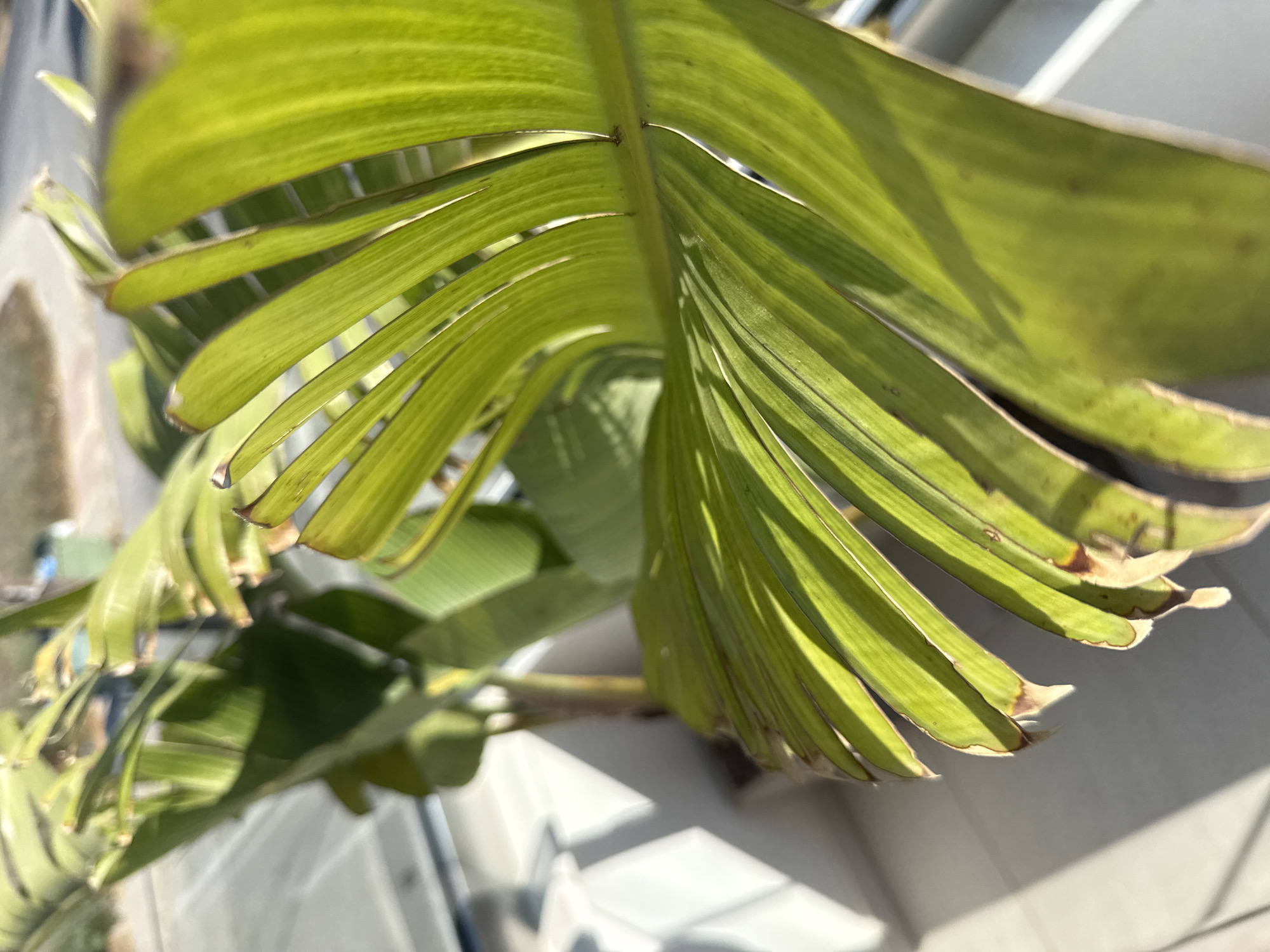 The image shows a close-up of a large, green leaf with some brown tips, likely from a plant such as a Bird of Paradise. The leaf is illuminated by bright sunlight, casting shadows on a light-colored surface, possibly a balcony or patio. In the background, out of focus, there are glimpses of other green leaves and a brown stem, suggesting a potted plant. A blurred outdoor environment with a street and some vegetation is visible further in the background. The scene is likely located outdoors, on a balcony or patio in a sunny, urban environment. Based on the visual cues, this setting is consistent with the climate and architecture found in Paphos Municipality, Cyprus, where similar lush greenery and outdoor living spaces are common.