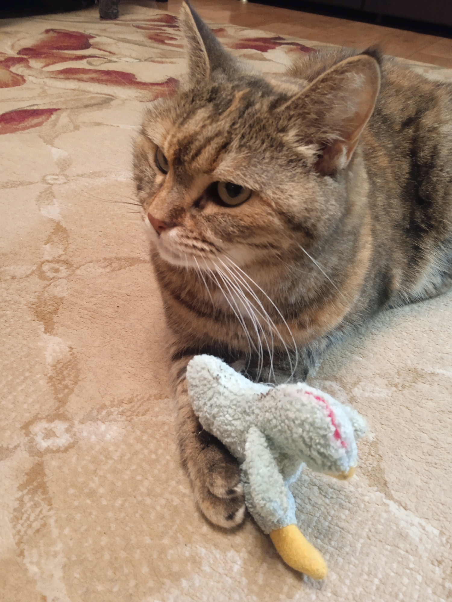 An adult tabby cat lies on a carpeted floor, its body angled towards the viewer's left. The cat has green eyes and is holding a light blue stuffed toy bird with a yellow beak with its front paws. The toy bird has red stitching on its head. The carpet is beige with a patterned design in muted reds and browns. The background appears to be a dimly lit room with dark furniture visible. There is no indication of a specific location in Lida, Belarus.