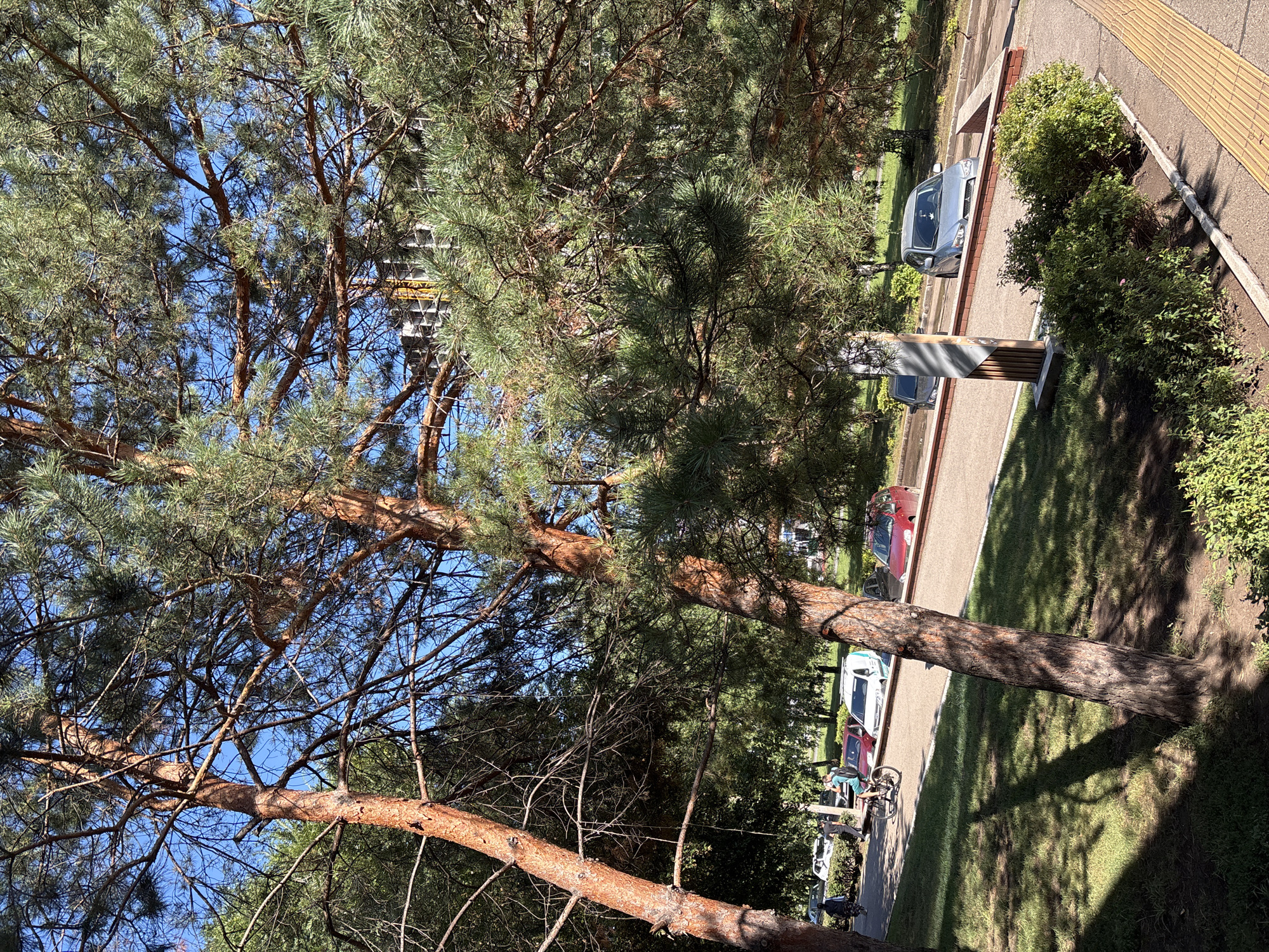 A sunlit outdoor scene in Naberezhnye Chelny, Russia, features mature pine trees with rough, reddish-brown bark and green needles, casting dappled shadows on a grassy area. A paved pathway runs through the scene, bordered by low green bushes with sparse pink flowers. On the pathway, a person is riding a bicycle. Behind the pathway, a row of parked cars is visible, including a red sedan, a white van, and a silver sedan. A multi-story building with a grid-like facade is partially visible through the trees in the background, suggesting an urban park or residential area setting. The sky is clear and blue.