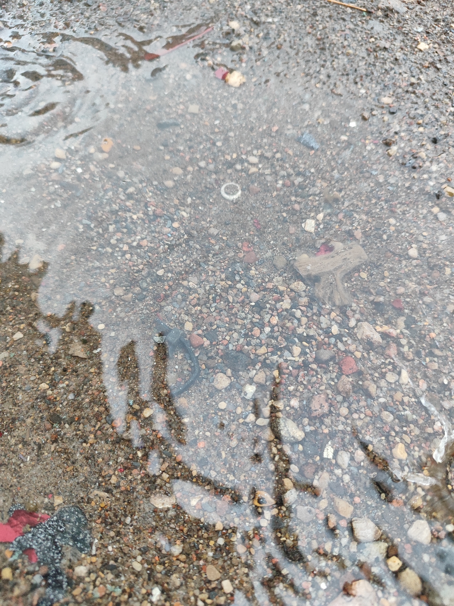 The image depicts a close-up view of a puddle on a granular surface, likely a sidewalk or unpaved area, in the city of Hrodna, Belarus. The puddle contains numerous small pebbles and sand, with some larger stones visible. A small, light-colored, ring-shaped object is submerged in the water, and a piece of debris, possibly wood or cardboard, is also present within the puddle. The water's surface reflects shadows, suggesting overhead structures or objects. The overall impression is one of a common, unremarkable urban environment.