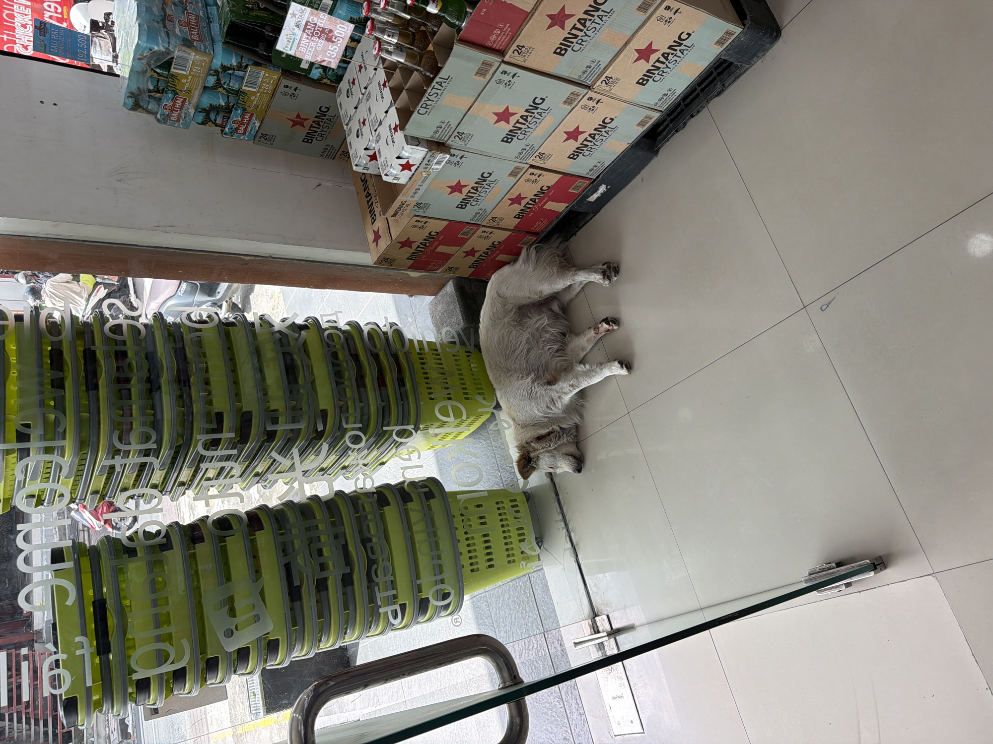 The image, likely taken in a store in North Kuta, Indonesia, shows a medium-sized, light-colored dog resting on the floor near stacks of bottled beverages. The beverages include "Bintang Crystal" beer in stacked 24-bottle cartons. Near the dog are stacks of lime green shopping baskets. A glass door is visible, with text on the glass, obscuring the view outside, which shows parked scooters. Price tags are visible above the beer, with amounts displayed. The store floor is tiled and light-colored.