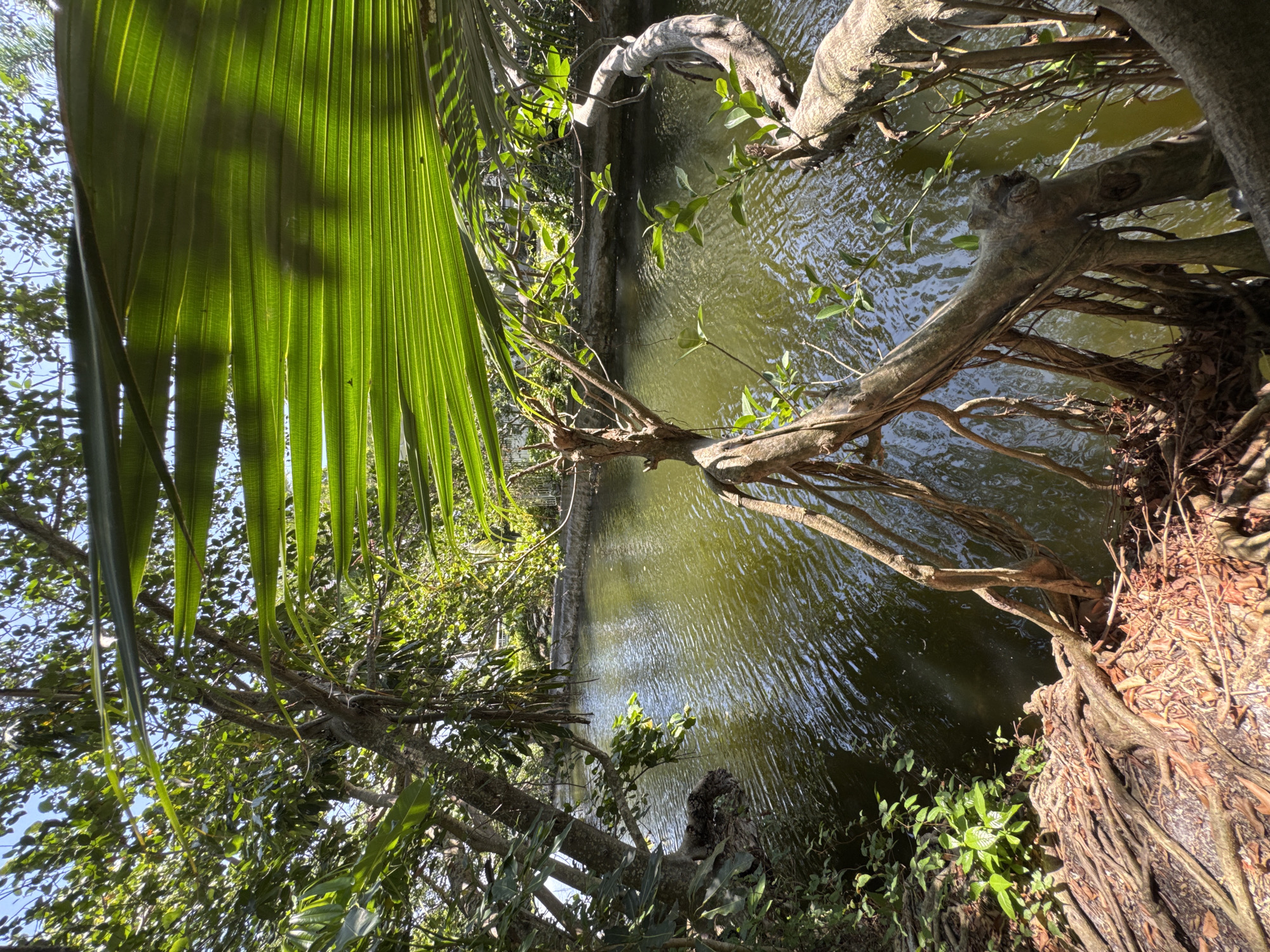 This is a photo of a tranquil water feature in a lush, green setting, likely a park or garden in Fort Lauderdale, USA. The scene is dominated by the vibrant green of tropical foliage, with large palm fronds in the foreground casting dappled shadows. A calm, murky green body of water occupies the center of the image, with sunlight glinting off its rippling surface, suggesting it is daytime.
Several gnarled tree branches, some with exposed roots, extend over the water, creating a naturalistic and somewhat wild atmosphere. The trees themselves are densely leaved, with a mix of lighter and darker greens, indicating a healthy ecosystem. In the background, a concrete structure, possibly a retaining wall or the edge of a pathway, is visible along the water's edge.
The overall mood is peaceful and serene, with the natural elements creating a sense of quiet beauty. The lighting suggests it is a sunny day, with the sun's rays filtering through the canopy of leaves. There are no people or animals visible in the frame, focusing the viewer's attention solely on the natural landscape. The image evokes a sense of immersion in nature, a moment of calm within a vibrant, green environment.