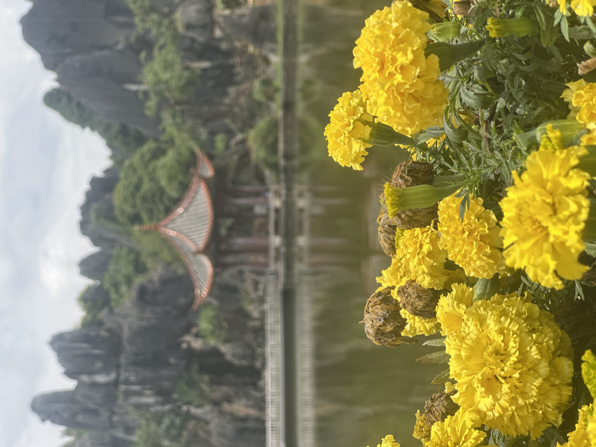 The image shows a serene natural landscape with a body of water in the foreground and a traditional Chinese pavilion nestled amidst rocky hills in the background. The foreground is dominated by a cluster of vibrant yellow marigolds in full bloom, some with withered counterparts. Beyond the flowers, a calm lake reflects the overcast sky and the surrounding greenery. A white railing runs along the edge of the lake, leading towards a multi-tiered pavilion with a red-tiled roof. The backdrop features dramatic, weathered rock formations covered in sparse vegetation. The scene is likely located in the Stone Forest, a UNESCO World Heritage Site near Kunming, China, known for its unique karst topography and picturesque scenery. There are no people visible in the image.