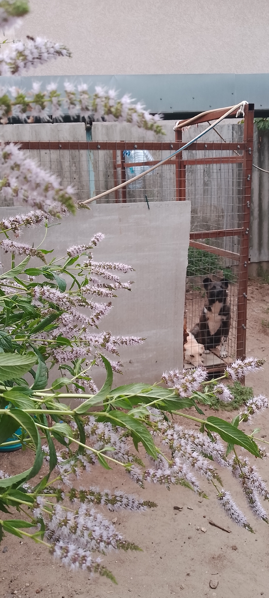 The image shows two dogs in a fenced enclosure. One dog, which appears to be an adult, is black and white with its head peeking through the fence. A smaller, light-colored dog is also visible inside the enclosure, partially behind the larger dog. The enclosure has a metal frame and wire mesh. Behind the enclosure, there is a light-colored wall and a corrugated roof. In the foreground, there are branches of a plant with small, light-colored flowers and green leaves. The ground is sandy or dirt. The scene appears to be outdoors, possibly in a backyard or yard, given the fencing and the presence of the dogs. There is no visible text in the image. The lighting suggests it is daytime, with no strong shadows to indicate a specific time. The overall atmosphere is casual, depicting a typical domestic outdoor setting with pets. The location context of Belgorod, Russia, does not provide specific visual cues in the image itself, but it situates the scene geographically.