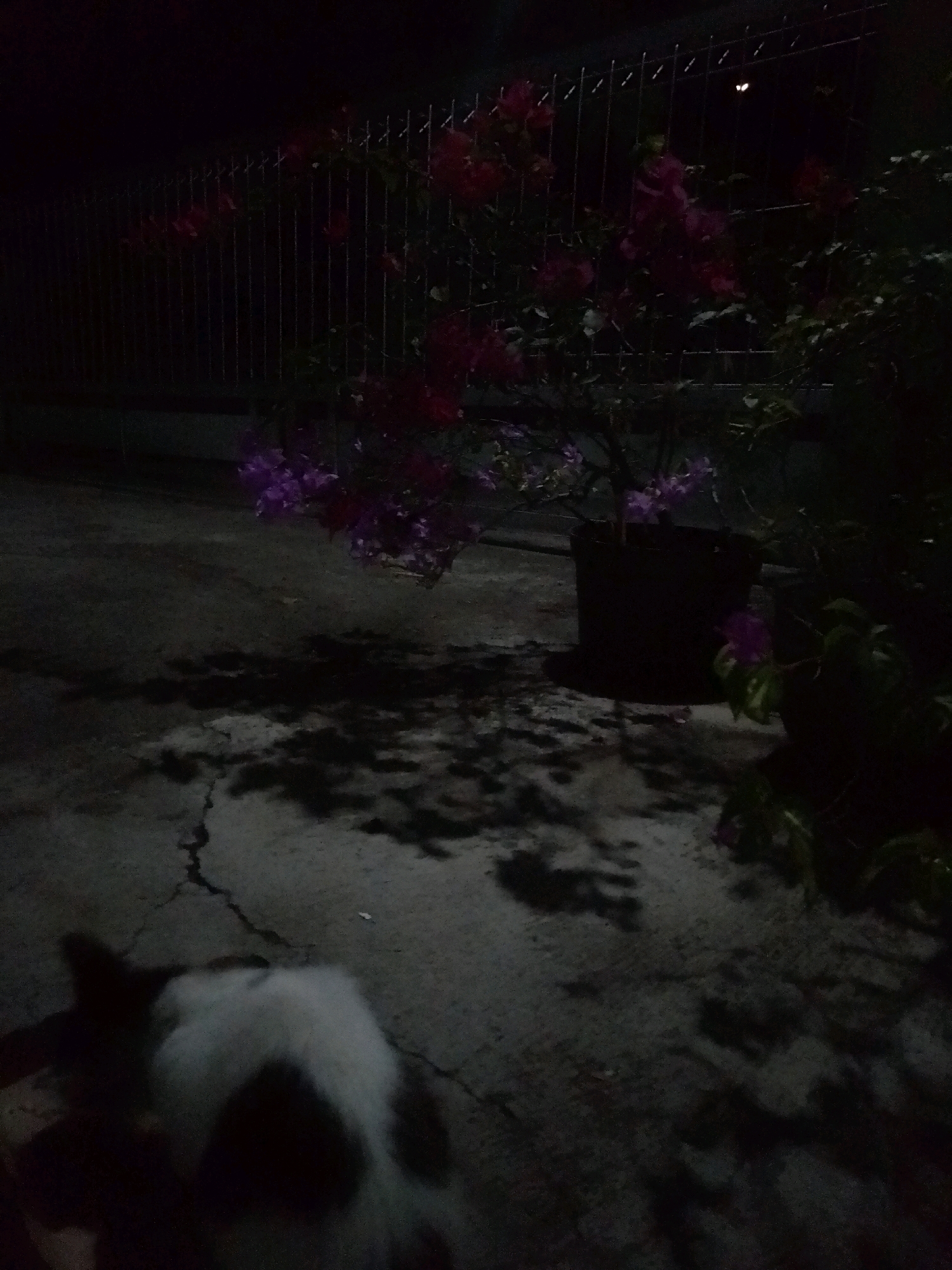 The image depicts a dark, outdoor scene, likely a yard or patio, at night. A fence is visible in the background, behind a potted plant with bright pink and purple flowers. The ground is concrete, showing cracks and shadows cast by the foliage. In the foreground, the back of a domestic animal, possibly a cat, is visible. The animal has white and black markings and is facing away from the camera. The overall impression is one of a quiet, possibly humid, night in an urban or suburban setting. The location is identified as Percut Sei Tuan, Indonesia.