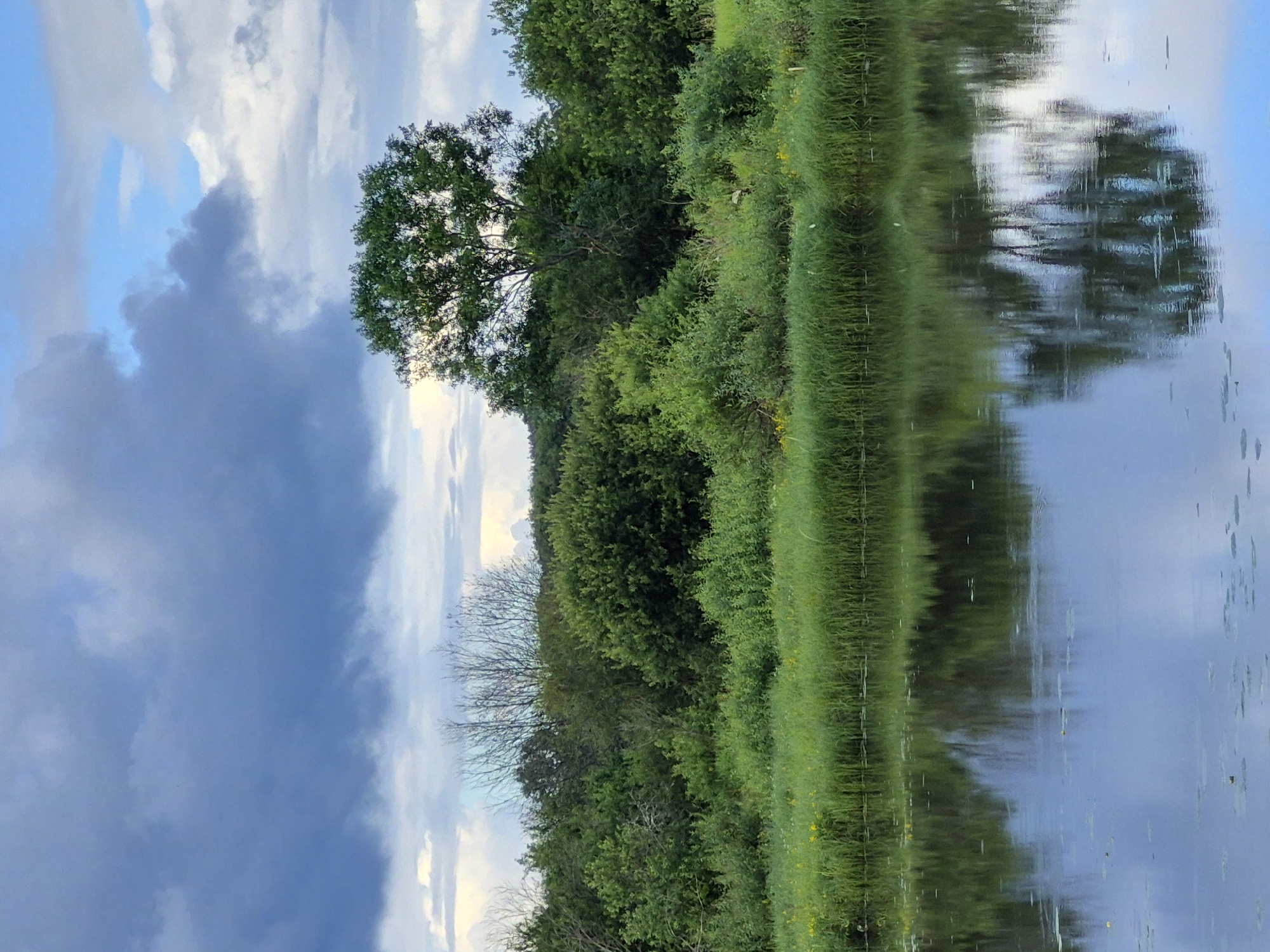 This is a vertical, low-angle, medium shot of a serene natural landscape. The scene depicts a body of water reflecting lush green trees and vegetation along its bank. The sky above is a mix of soft blue and dramatic gray clouds, suggesting either early morning or late afternoon, with fair to partly cloudy weather. The water's surface is calm, creating a clear and elongated reflection of the trees and the sky. The vegetation is dense and varied, with a prominent tree with a full canopy on the left side, and a mix of bushes and tall grasses lining the water. Bare branches of a dead tree are visible amongst the green foliage, adding a touch of contrast. The overall mood is tranquil and picturesque, capturing the beauty of nature in Sooblase, Estonia. There is no visible text.