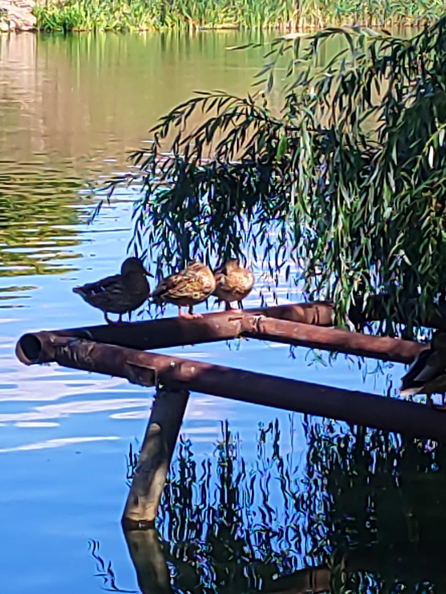 In Bila Tserkva, Ukraine, four ducks are perched on a rusty metal bar over a body of water. Three ducks are visible from the side: one on the far left is dark and facing left, the second from the left is lighter and facing right, and the third from the left is also lighter and facing right. The fourth duck, on the far right, is partially obscured, but appears to be dark and facing left. The ducks are positioned in the foreground of the image. The water in the foreground is a vibrant blue, reflecting the sky and vegetation. In the background, there is a calm, greenish body of water with lush green reeds along the far bank. Overhanging the ducks and the metal bar is the weeping foliage of a tree, with long, slender leaves. The overall scene depicts a tranquil natural setting within the city.