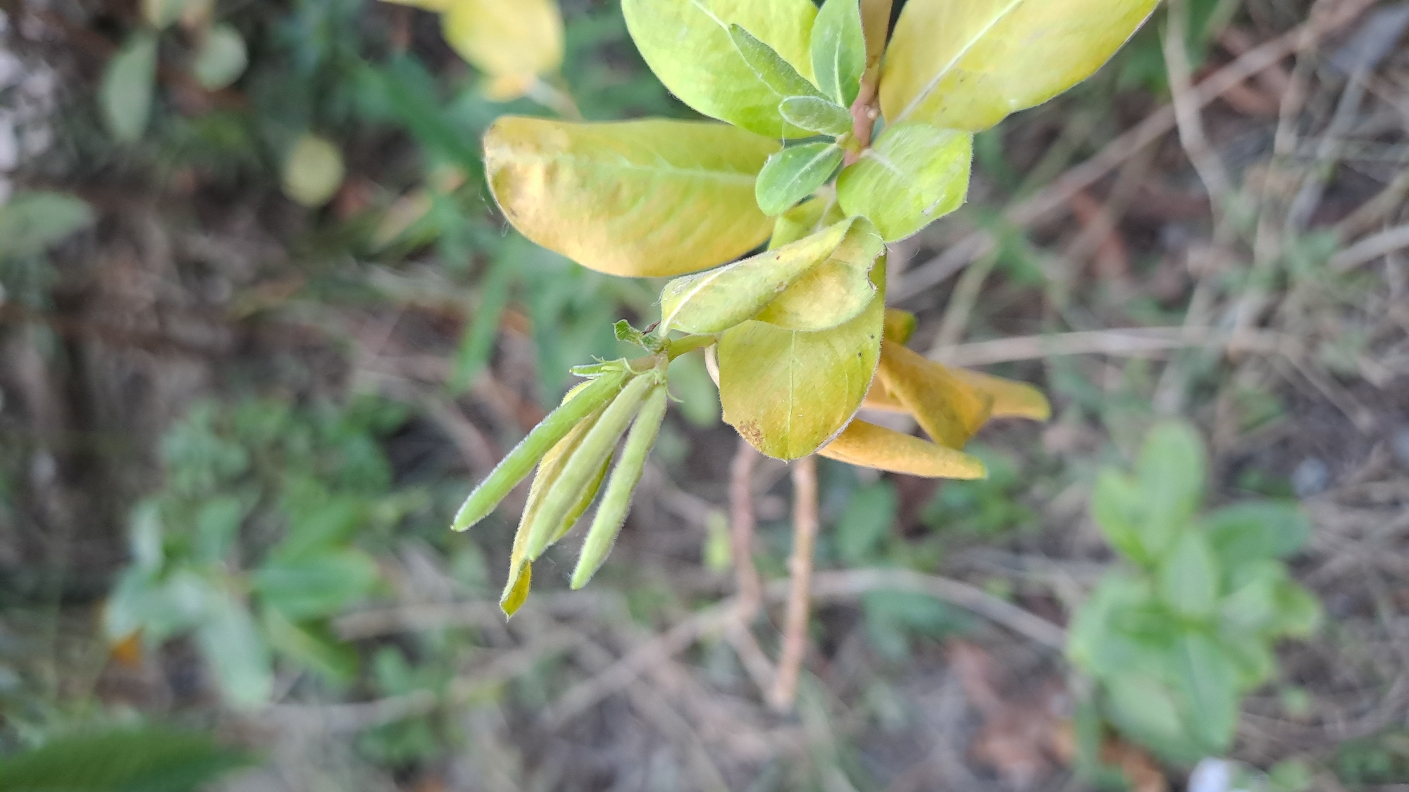 A close-up, vertical, eye-level shot focuses on a flowering plant. The plant has several green, unopened flower buds at the top, some of which are fuzzy. Below the buds are several leaves, most of which are yellow and appear to be drying or wilting, though some are still green. The background is blurred, showing dry grasses, dirt, and some out-of-focus green foliage, suggesting an outdoor environment. The image was taken in Geulanggang Baro, Indonesia. There are no people or animals visible in the scene.