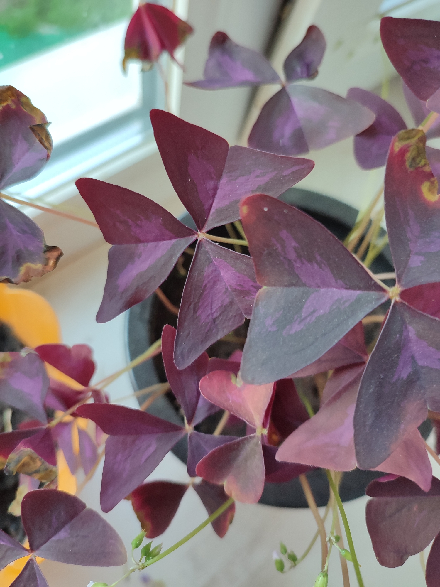 This is a close-up, slightly blurry, top-down shot of a purple shamrock plant (Oxalis triangularis) in a black pot. The plant has triangular, heart-shaped leaves with a deep purple color and lighter purple markings. Some leaves show signs of browning and damage at the edges. The background is out of focus, showing a white windowsill and a hint of greenery outside, suggesting it is indoors near a window. No people or animals are present, and no specific location in Narowlya, Belarus can be identified from the image itself. The lighting appears natural, likely from the nearby window.