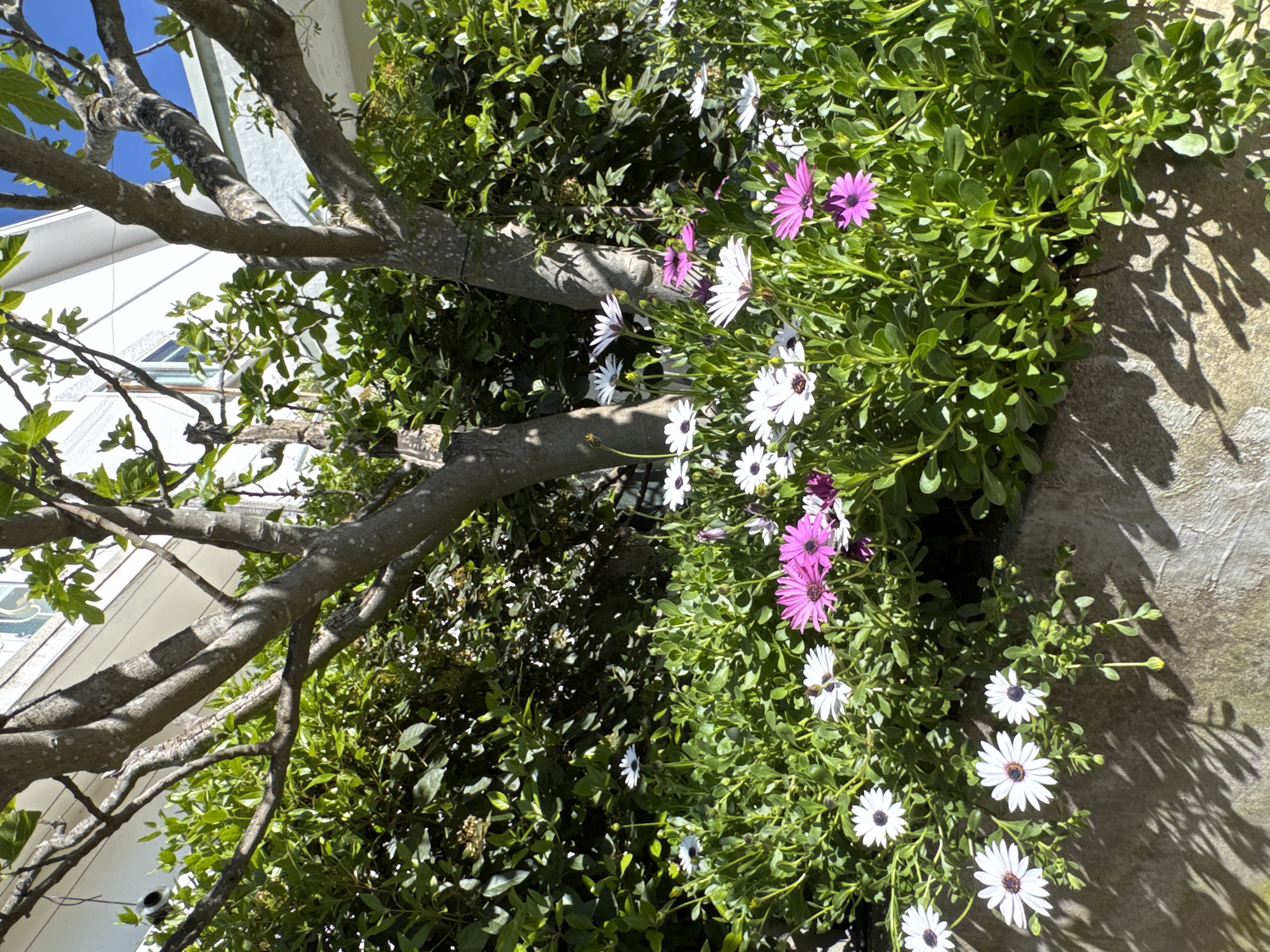 The image shows a sideways view of a tree and some flowering plants next to a wall. The tree has bare branches and small green leaves. The flowering plants have both white and purple daisy-like flowers. The wall appears to be concrete and has shadows cast on it. The scene gives the impression of an outdoor garden or yard. There is no visible information to confirm the location in Mirandela, Portugal.