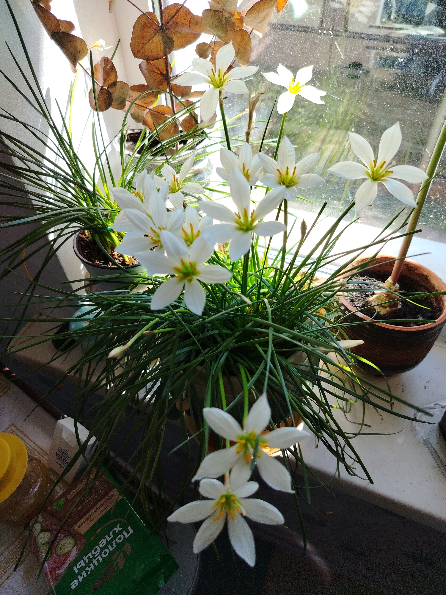 A close-up, eye-level shot captures a cluster of white rain lilies blooming in pots on a windowsill, with dried leaves and branches forming a backdrop. Sunlight streams in from the left, casting shadows on the wall and illuminating the delicate petals of the flowers, which have yellow stamens. The lilies are in focus, while the background, including the window pane with some dirt and the outdoor scene beyond, is slightly blurred. In the foreground, to the left, a yellow cap and a jar are partially visible, along with a green package with Cyrillic text and an image of a sandwich. To the right, a brown ceramic pot holds another rain lily plant. The scene appears to be set in a residential indoor environment, likely a home in Rudzensk, Belarus, given the context.