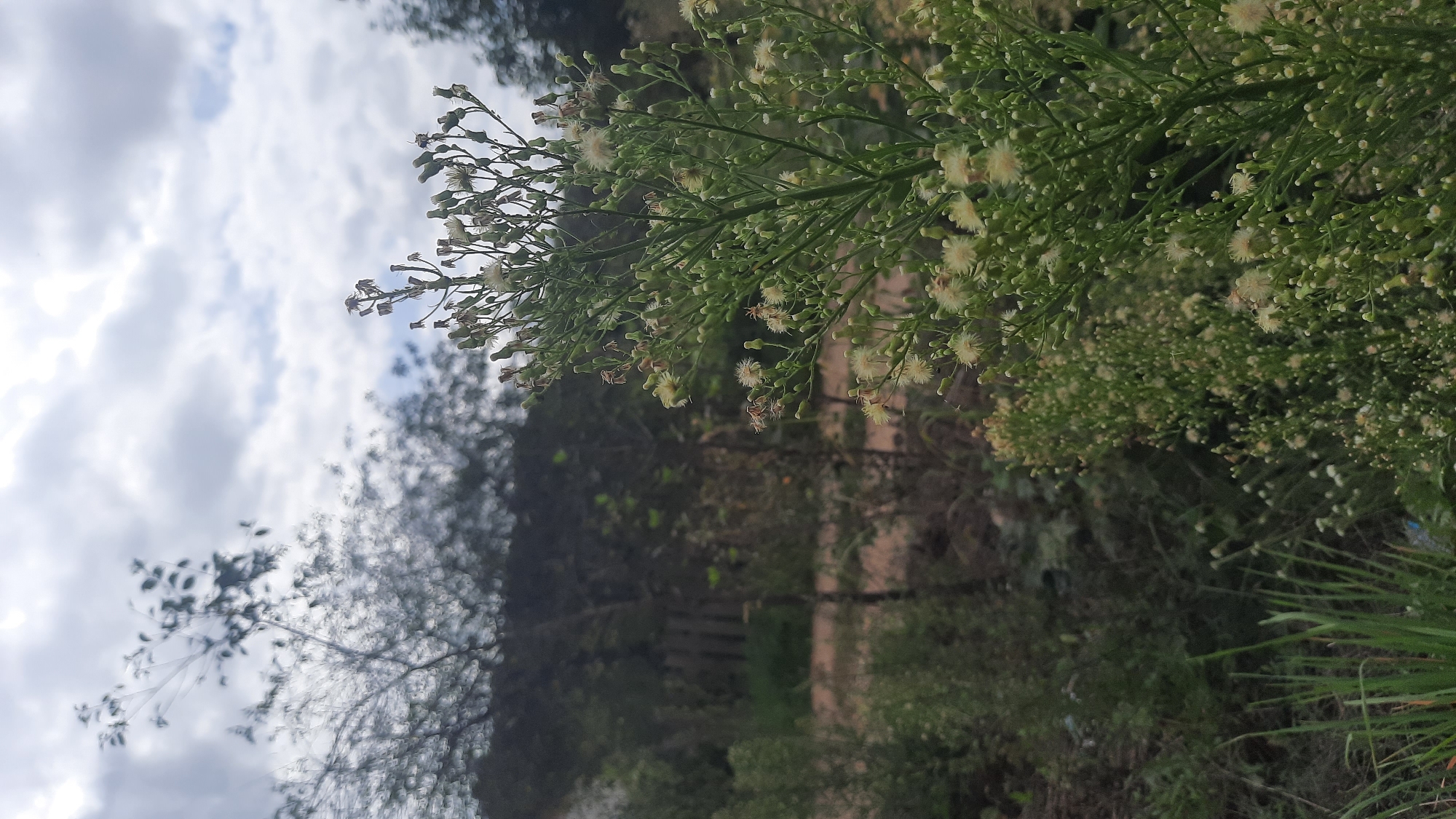 A close-up, vertical shot captures a flowering plant in the foreground, its numerous small, pale yellow and white blossoms and green buds reaching upwards. The plant's thin, branching stems are laden with these delicate flowers. In the background, a blurred landscape unfolds under a cloudy sky. Various trees and foliage are visible, suggesting a natural or semi-wild environment. The ground appears to be covered in dirt and dry vegetation. The scene is devoid of any people or explicit signs of urban infrastructure, hinting at a rural or park-like setting. The cloudy sky suggests overcast weather conditions. The image does not provide any specific visual cues that would allow for the identification of the city of Шклоў, Belarus.
