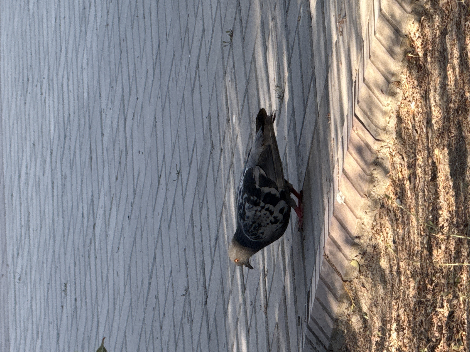 A lone pigeon stands on a paved surface in a park in Bishkek City, Kyrgyzstan. The pigeon is facing left, with its head turned towards the viewer. Its plumage is a mix of grey, black, and white. The pigeon's legs are red. The paved surface is made of rectangular stones, laid in a brick pattern. The ground is partially covered with dry leaves and twigs. Shadows of trees are cast across the pavement, suggesting it is a sunny day. The scene is captured from a slightly elevated perspective.