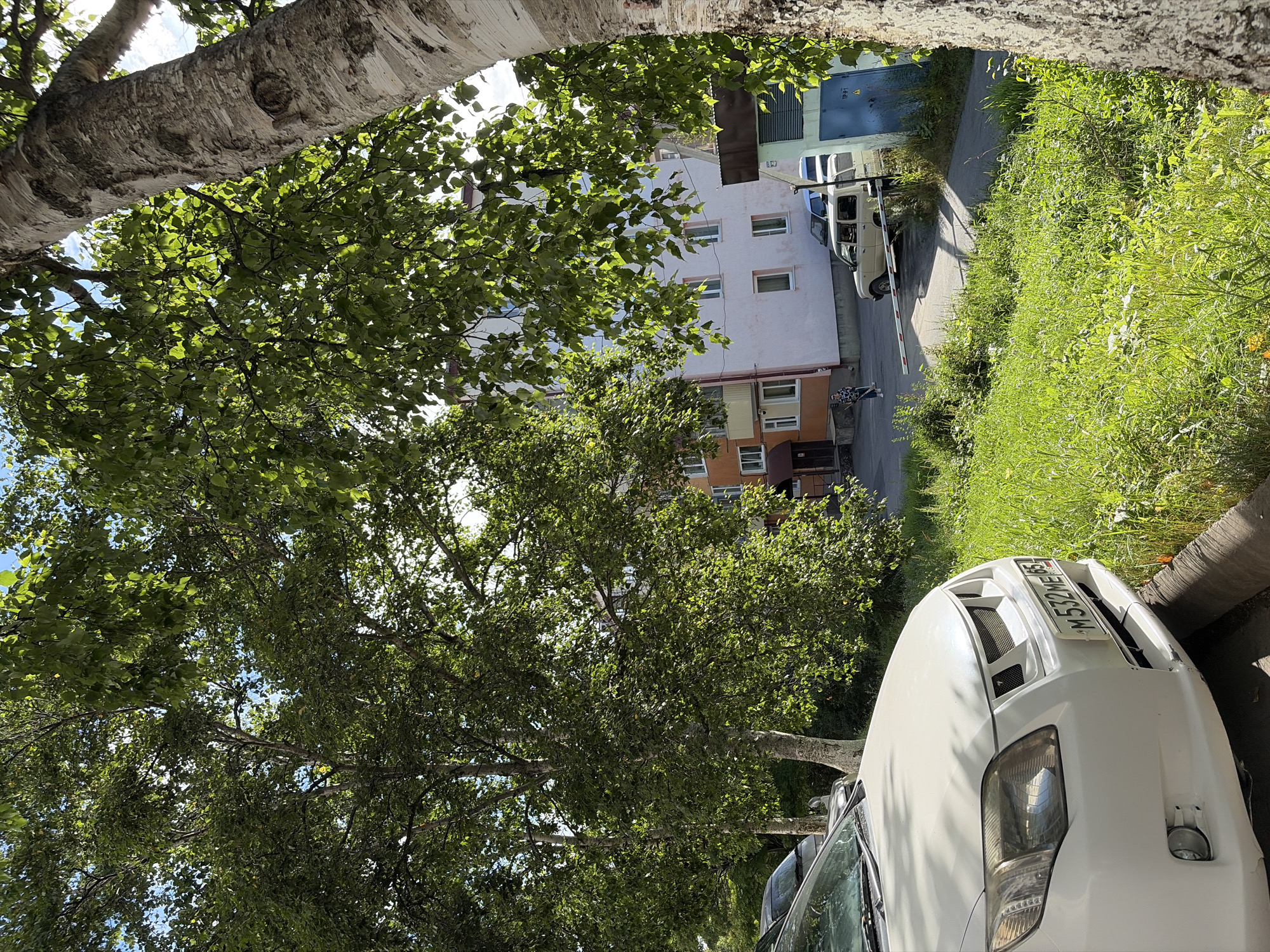 This is a medium shot, eye-level, outdoor, daytime photograph taken in Korsakov, Russia. The foreground features the front quarter of a white car, its license plate visible as "M532ME 65". To the right of the car, a large tree trunk with distinctive white bark and dark markings occupies the right side of the frame. Lush green grass and weeds grow alongside the car and extend into the middle ground.
In the middle ground, a multi-story residential building with cream and orange facades stands behind a patch of grass. A few cars are parked in front of the building, including a light-colored SUV. A person is visible walking away from the viewer, near a white barrier gate that is partially lowered. A blue utility box with an electrical symbol is located to the right of the building.
The background is dominated by the leaves of trees, with a glimpse of the sky peeking through the branches. The overall scene depicts a residential area with natural elements integrated into the urban environment.