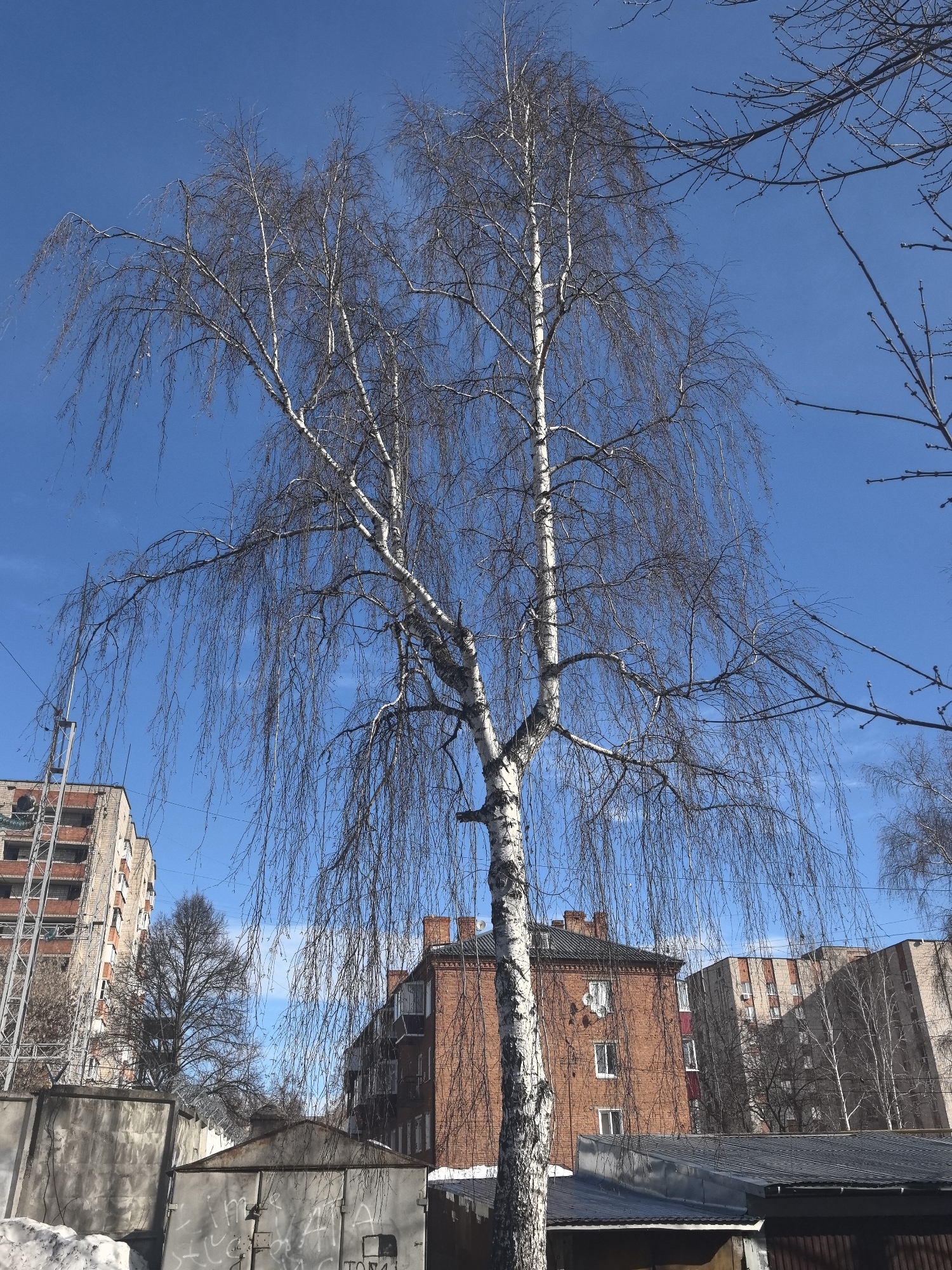 This image depicts an urban landscape in Sarapul, Russia, under a clear blue sky, indicating a winter or early spring setting due to the absence of foliage on trees. A large, mature birch tree with distinctive white bark and numerous slender, leafless, drooping branches occupies the central and upper portions of the frame. In the background, several buildings are visible: a multi-story light-colored apartment building with reddish-brown elements and an external metallic structure on its left side; an older, red brick building with a dark roof and white-framed windows positioned behind the birch tree; and a third multi-story building, also light-colored, partially visible further to the right. The foreground features a concrete wall or fence section, partially covered in graffiti, and a corrugated metal garage or shed with a closed door, also adorned with graffiti. Patches of dirty snow are present on the ground in the lower left. Utility wires are visible against the sky in the upper left quadrant. No human figures or discernible actions are depicted.