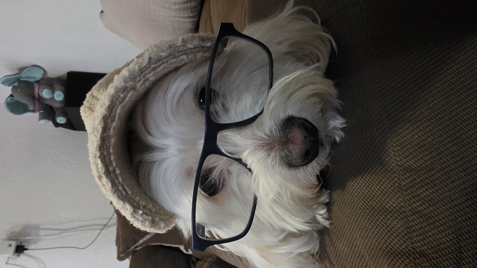 A close-up shot features a white, fluffy dog wearing a pair of black-rimmed glasses and a beige, fuzzy hat. The dog's face is the central focus, with its nose positioned near the center of the frame. The dog is lying on a textured brown surface, possibly a couch or blanket. In the background, on a shelf, sits a stuffed elephant toy with blue ears and a pink strap. The image appears to be taken indoors. There is no information about the city of Blagoevgrad, Bulgaria.