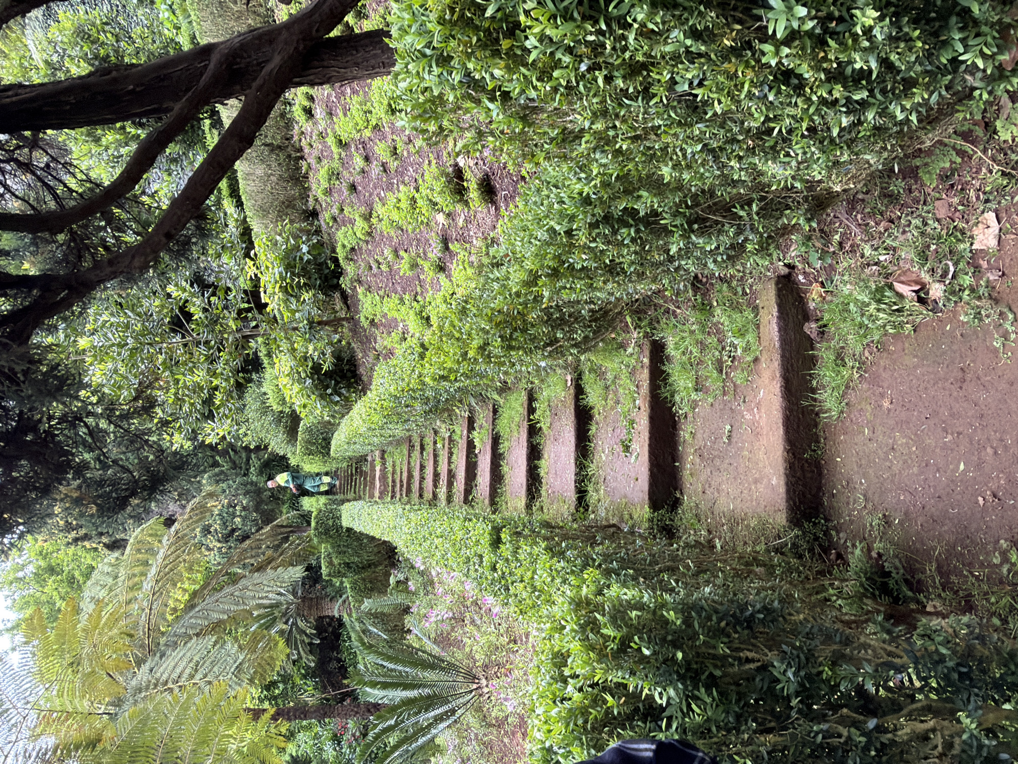 A downward-angled, outdoor shot reveals a long set of stone steps flanked by meticulously trimmed hedges, leading into a dense, verdant landscape. The image appears to have been taken in the Monte Palace Tropical Garden, a notable attraction in Funchal, Portugal.
A solitary figure wearing a green jacket is seen walking up the steps. Ferns and other tropical plants are abundant, adding to the lush environment. A tree branch overhangs the scene, partially obscuring the view. The overall impression is of a well-maintained, secluded garden path.