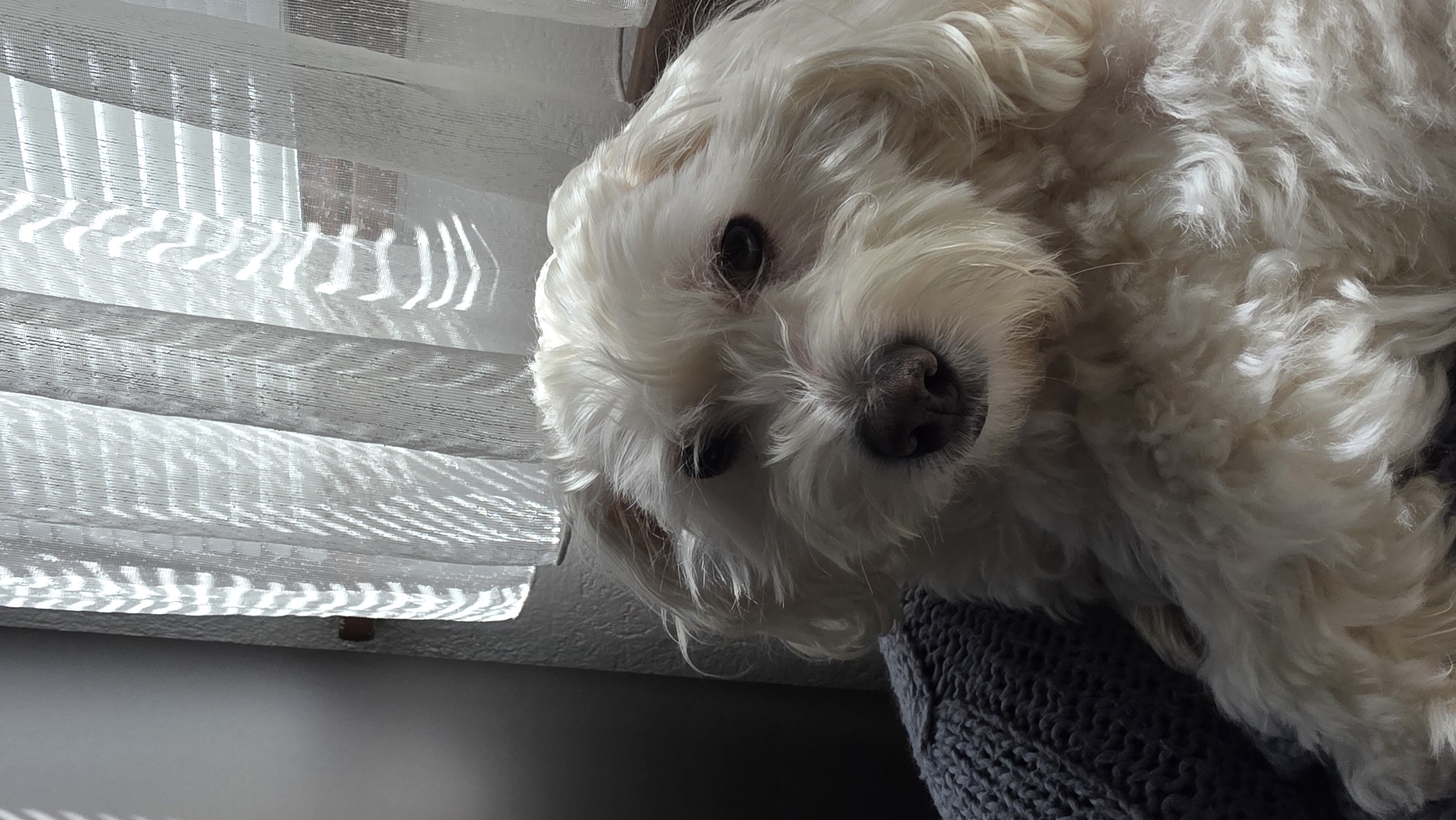 A small, fluffy white dog, possibly a Maltese or similar breed, is the central subject of the image. The dog's head is tilted, and it looks directly at the viewer with dark, expressive eyes and a dark nose. Its fur is dense and appears soft.
The dog is positioned indoors, near a window, with light-colored, horizontally slatted window blinds visible in the background, to the left and above the dog. Bright sunlight streams through the translucent blinds, casting distinct striped patterns of light and shadow on their surface. This indicates it is daytime with sunny weather in Blagoevgrad, Bulgaria.
Below and to the right of the dog, a grey, textured, knitted fabric, likely a blanket or garment, is visible, partially supporting the dog. The photograph is taken from a low angle, looking upwards at the dog, whose body is mostly out of frame, giving prominence to its head and face. No visible text is present in the image. The overall impression is one of a calm and engaging domestic scene.