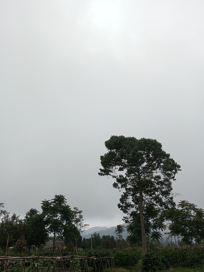 The image displays an outdoor scene in an agricultural area within Ciherang, Indonesia, under an overcast sky. The upper two-thirds of the frame feature a uniform, light grey sky. A prominent, large deciduous tree with dense dark green foliage stands slightly right of center, its trunk visible, extending towards the upper right. To the left and behind this tree, a cluster of smaller trees and various green shrubs forms a dense midground. In the lower-left quadrant, a cultivated section contains multiple bamboo trellises supporting green vegetation. A partially visible reddish-brown rooftop of a structure is discernible amidst the trees in the middle distance. A range of forested hills or mountains forms a faint, dark grey silhouette against the lighter sky in the distant background, partially obscured by atmospheric haze. No individuals or specific activities are present.