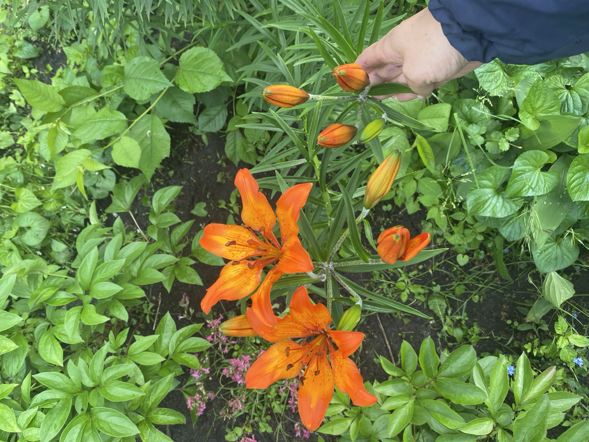A high-angle outdoor shot in Ihnatpil, Ukraine, depicts a section of lush garden foliage. Dominating the center-left are two fully bloomed orange lilies with prominent stamens and dark speckles. Several other lily buds, ranging from green to vibrant orange, are visible on multiple stems. On the right side of the frame, a light-skinned hand, wearing a dark blue sleeve, gently holds a lily stem adorned with four developing orange buds and one green bud. The hand appears to have faint dark smudges on the fingertips. The surrounding ground is dark soil. Various green plants with differing leaf shapes and sizes create a dense backdrop, including broad, rounded leaves on the upper left, linear leaves behind the lily buds, and smaller, heart-shaped leaves in the lower right. Scattered small pink and blue flowers are visible amongst the greenery on the left side of the image.