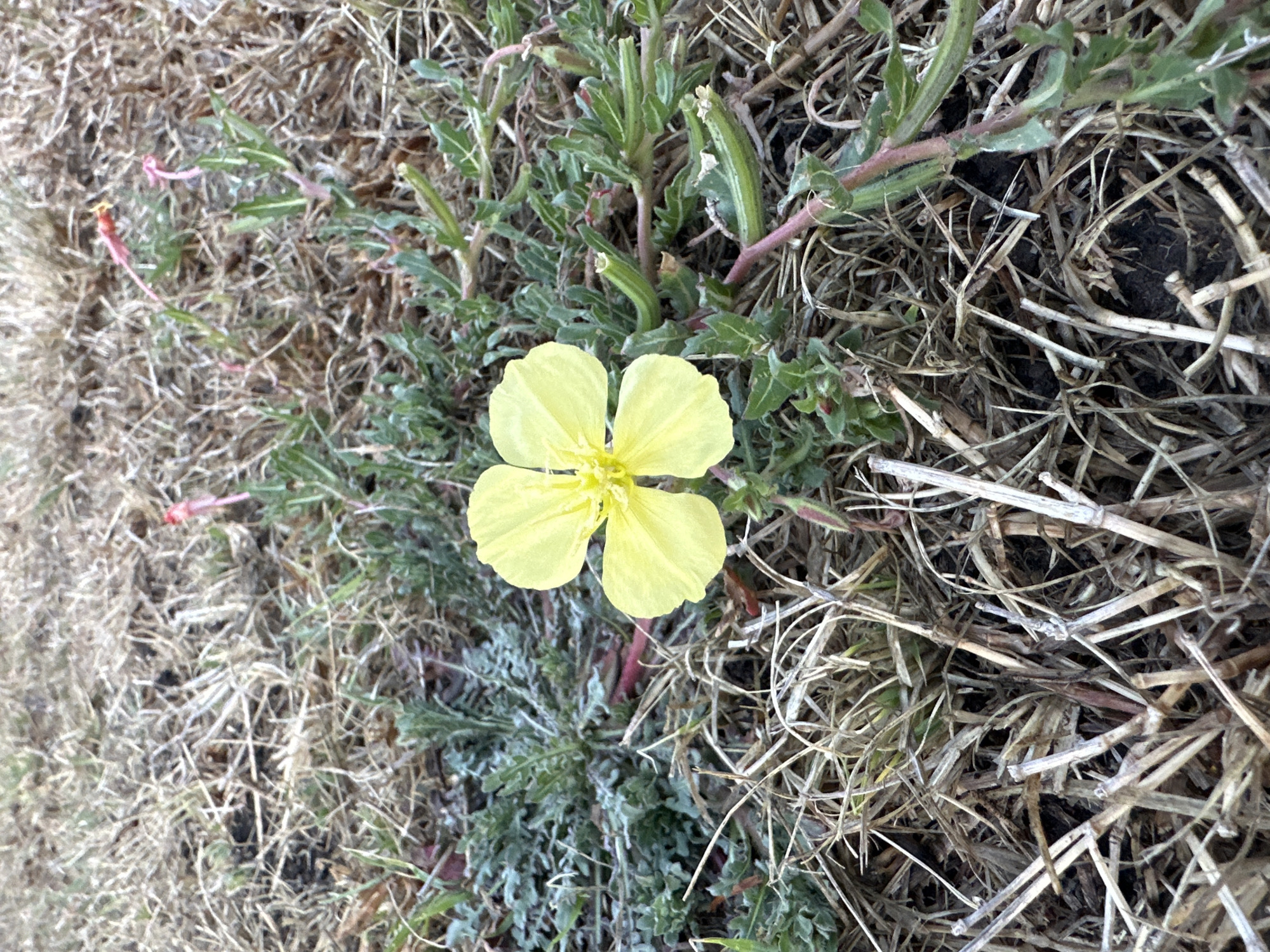 A single, open, yellow flower with four petals is centrally located in the image, growing among green foliage and dry, brown vegetation (likely dead grass and plant debris). The flower is the focal point and appears to be a ground-level blossom. The foliage around the flower is a mix of green leaves and stems, some with a reddish tint. The background consists of more dry, brown plant material. The location and identifying data are not known.