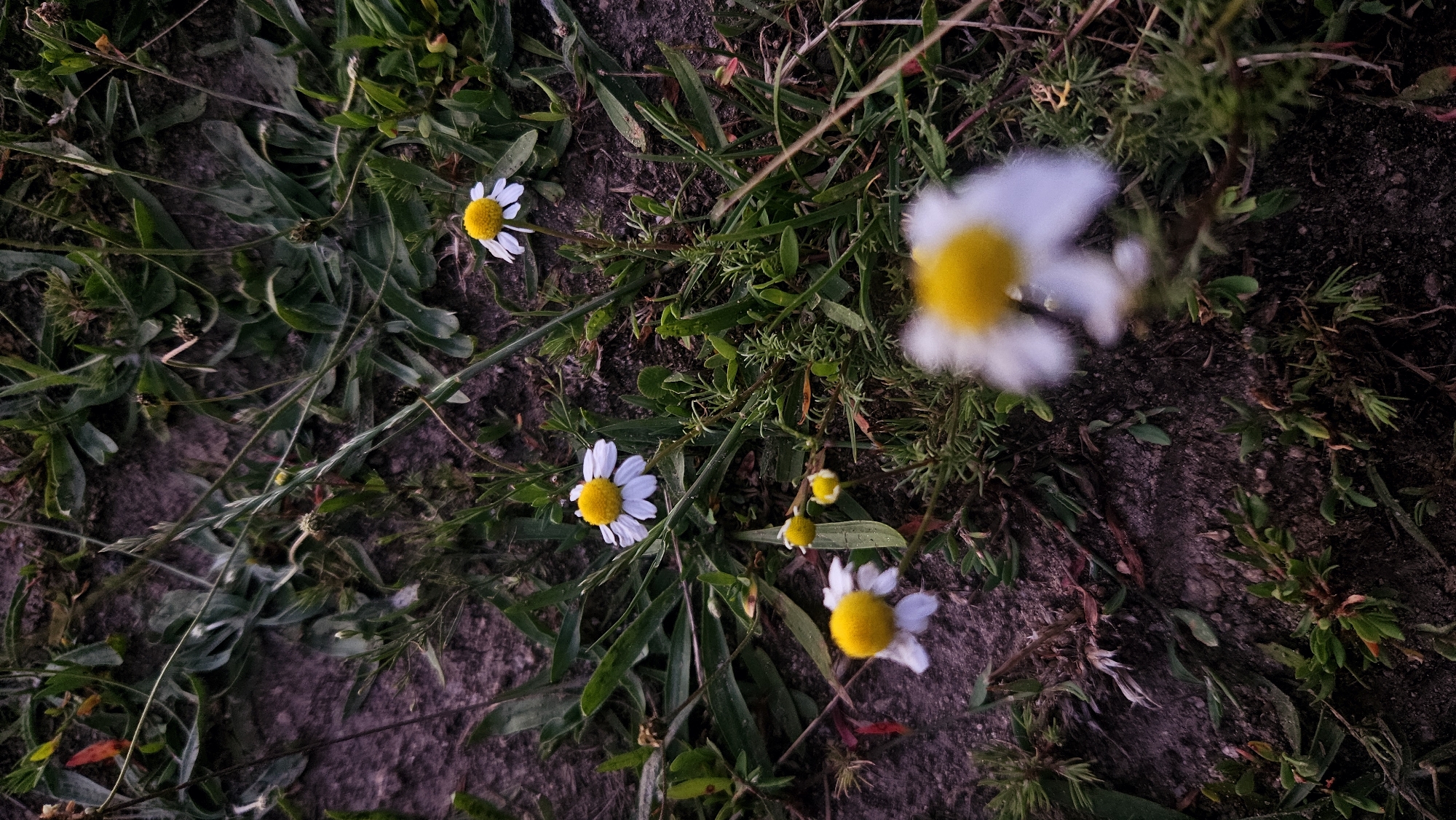 A close-up, low-angle shot captures a patch of ground with several small daisies and greenery. The daisies have white petals and bright yellow centers. Some of the flowers are in focus, while others, particularly one in the foreground, are blurred. The ground is dark and appears to be soil with scattered dry leaves and grass. The overall lighting suggests it may be dusk or a shaded area. The scene is set in an outdoor environment, likely a natural setting within a park or garden. There are no people or animals visible in the image.