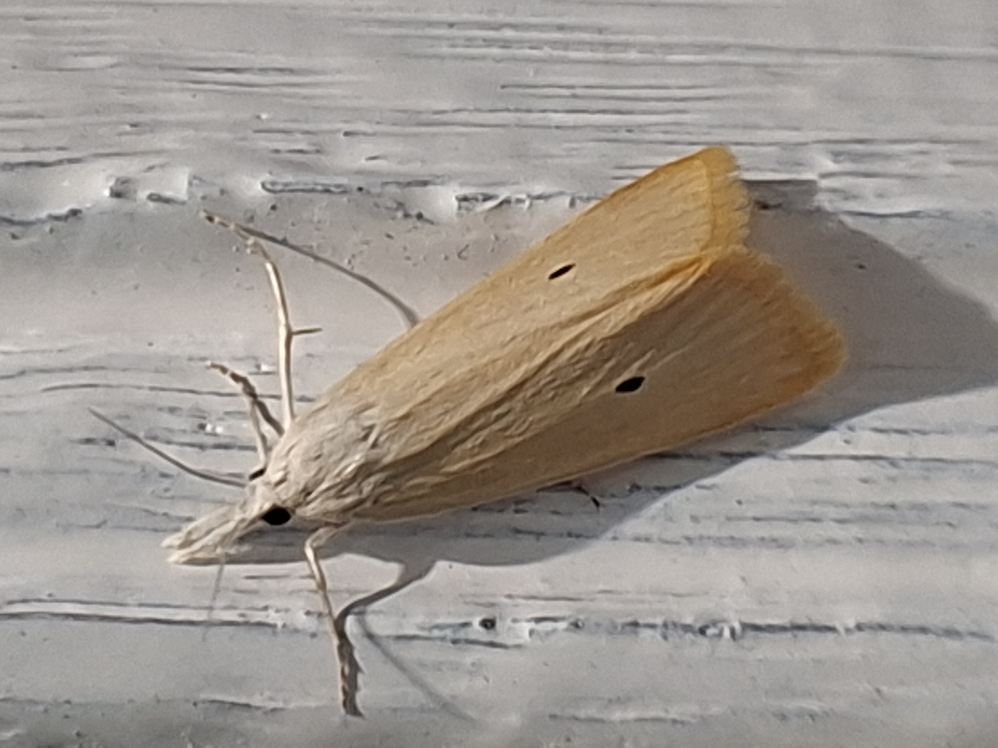 A close-up shot depicts a tan moth with small black dots on its wings resting on a surface with a textured, off-white finish. The moth has visible antennae and legs. The background consists of the textured surface on which the moth is perched, with horizontal lines that suggest a plank or paneling. The scene does not provide contextual details to confirm a location in Lhokseumawe, Indonesia.