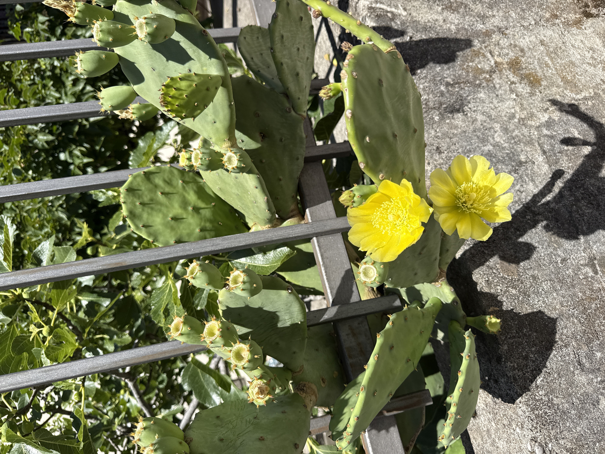 An outdoor, eye-level, vertical medium shot captures a prickly pear cactus with several green pads and developing fruit, blooming with two bright yellow flowers. The cactus is growing behind a gray metal fence, with the fence posts running vertically through the frame. Lush green foliage, possibly fig leaves, is visible behind the fence. The foreground is a textured gray concrete surface with shadows of the cactus and fence cast upon it. The scene is set during the daytime, indicated by the bright sunlight and strong shadows, suggesting a warm climate. The image does not contain any people. The location is identified as Budva, Montenegro, a coastal city in the Balkans known for its Mediterranean climate and natural beauty, which aligns with the depicted flora and sunny conditions.