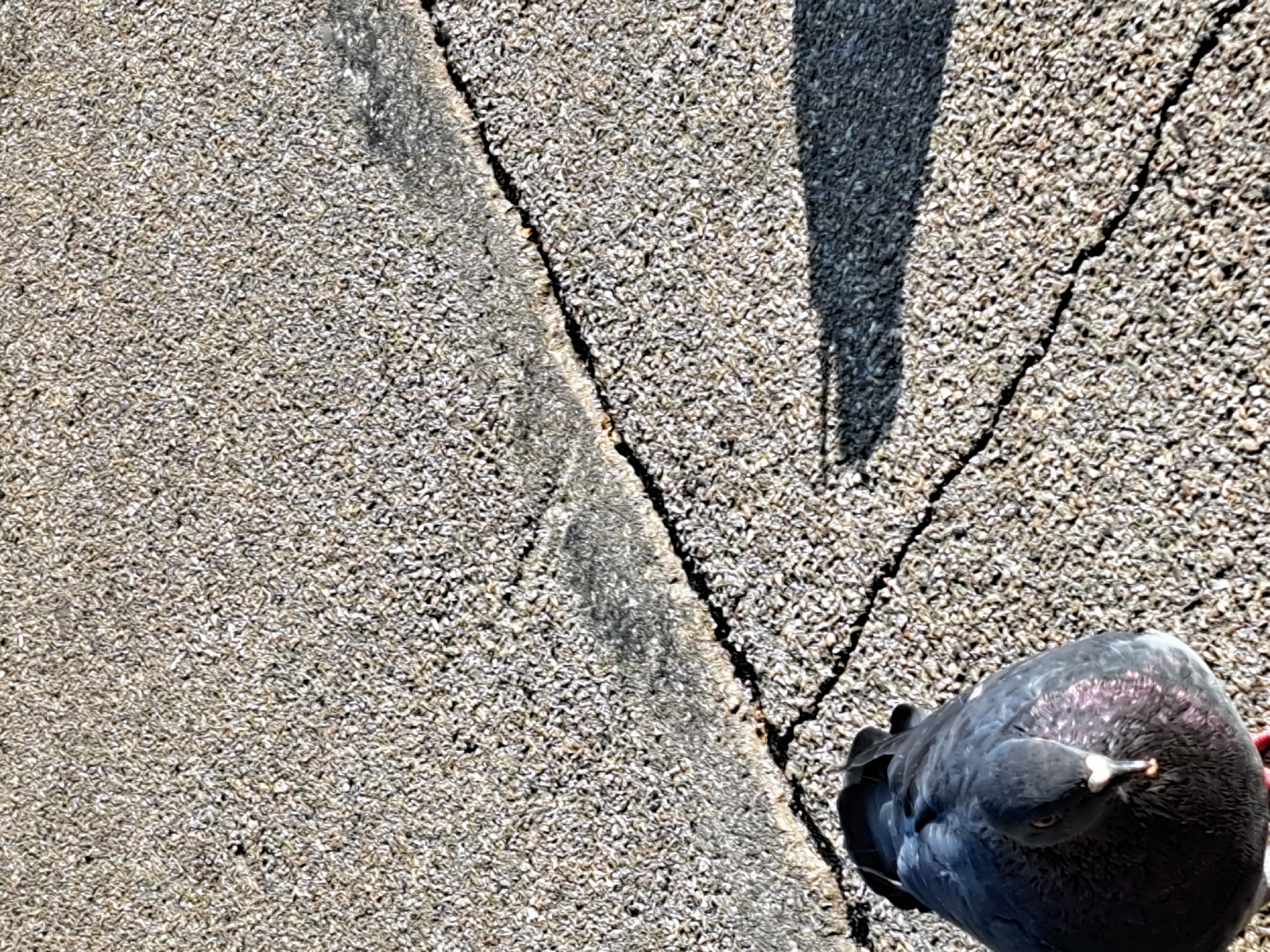 A pigeon is pictured standing on a cracked, gritty surface. The surface appears to be asphalt or concrete with visible aggregate. A distinct line or seam divides the surface into two differently textured areas, with a dark shadow cast across the lower right portion of the image. The pigeon is dark gray with iridescent neck feathers and is facing the camera. The scene is outdoors, and no specific location in Irkutsk, Russia, can be determined from the visual information.