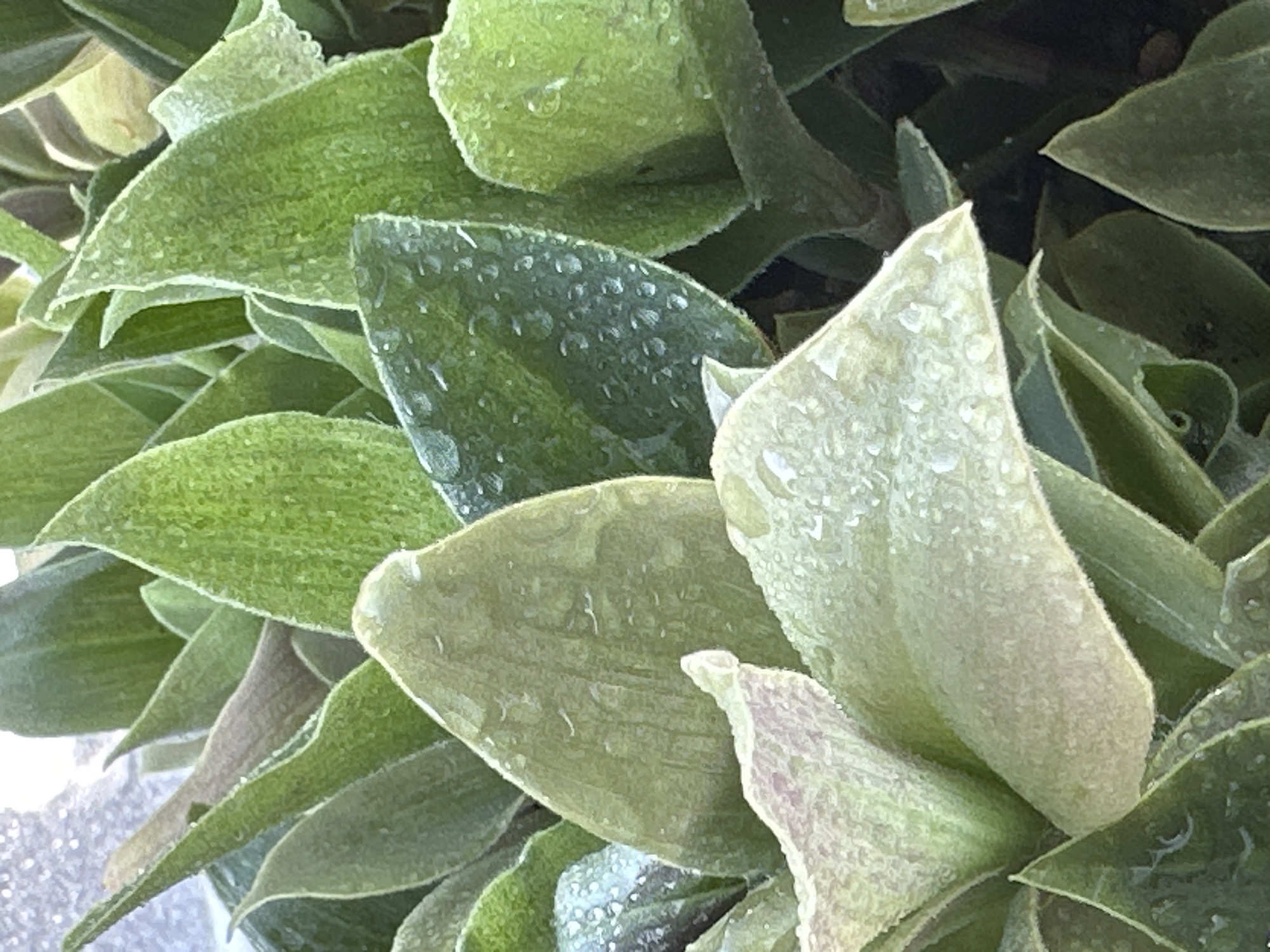 The image is a close-up, eye-level shot of a cluster of green succulent leaves, some of which are covered in small water droplets. The lighting suggests an outdoor environment, possibly in the morning or after rain. The leaves are fleshy and pointed, with a textured surface. Some leaves appear a lighter shade of green, almost lime or pale yellow, while others are a deeper, richer green. The background is out of focus, showing more of the same plant and a hint of a textured surface that could be a wall or pavement. There are no people or animals visible in the image. There is no information available regarding the location in Podolsk, Russia.