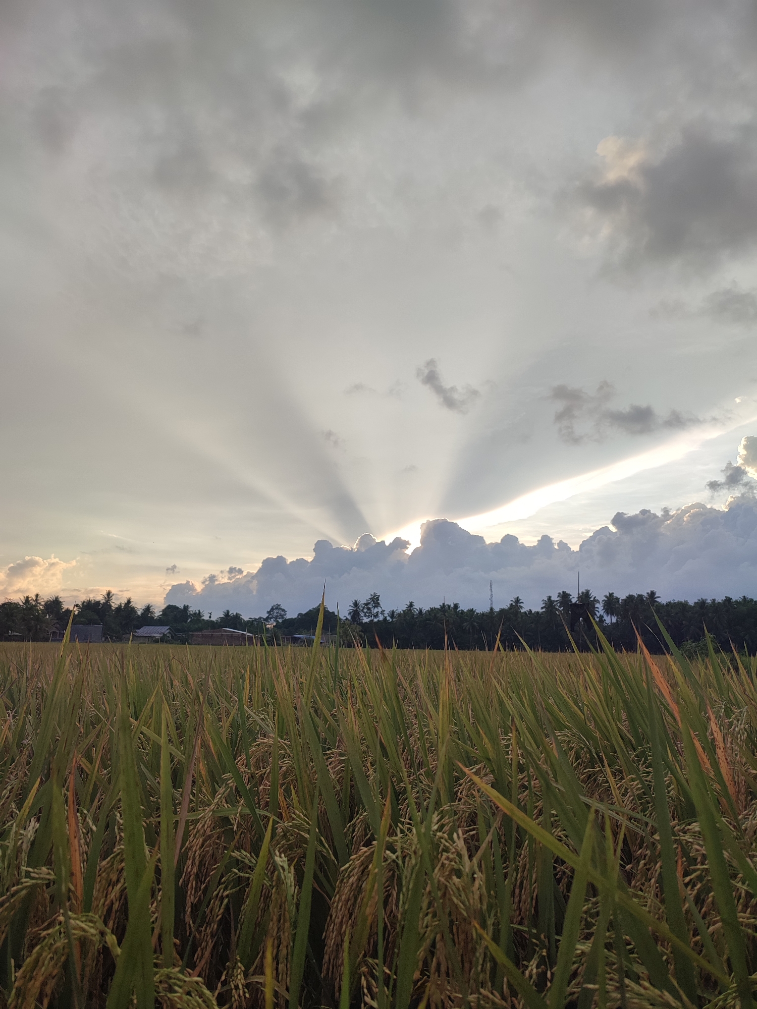 The image shows a rice paddy field in Muliengmanyang, Indonesia, under a cloudy sky with crepuscular rays emanating from behind a large cloud formation. The rice plants are predominantly green and yellow, indicating they are close to harvest. In the background, there are buildings interspersed with trees, likely indicating a small village or residential area. There are no people visible in the image. The overall scene depicts a rural landscape at or near sunset or sunrise, given the quality of light.