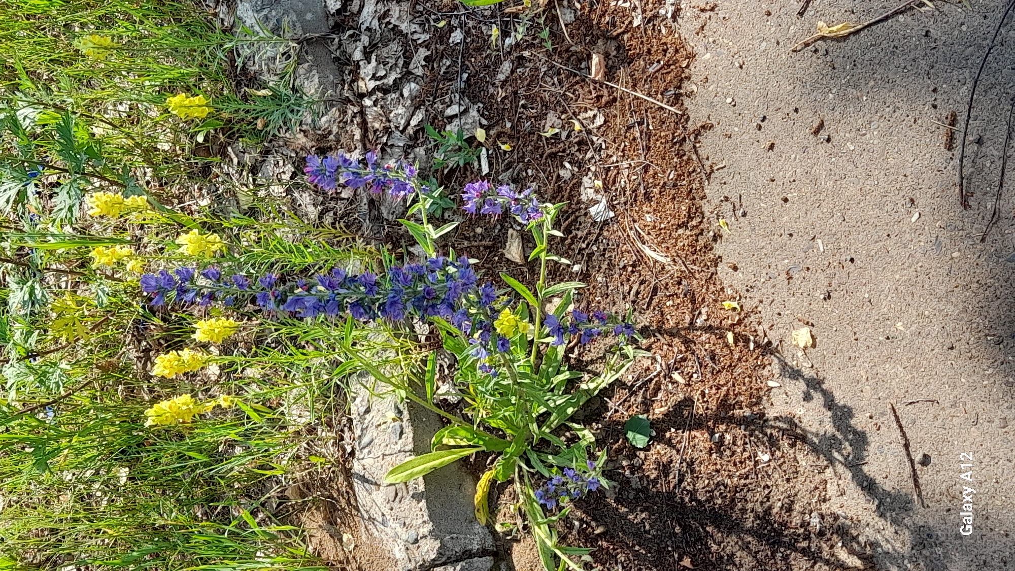 In the city of Марковский, Russia, a patch of ground is captured, featuring a cluster of vibrant wildflowers. The foreground is dominated by a coarse-textured concrete surface, casting a dappled shadow from unseen foliage. Adjacent to the concrete, a band of dark, rich soil supports a variety of plants. Among them, tall spikes of small, purple-blue flowers stand out, interspersed with shorter, yellow flowers that resemble snapdragons. Green grass and other leafy vegetation grow around and behind the flowers. The scene is bordered by a rough, grey stone or concrete structure on the left, and a scattering of dry leaves and debris covers the ground amongst the plants. The lighting suggests a bright, sunny day. No people are present in the frame.