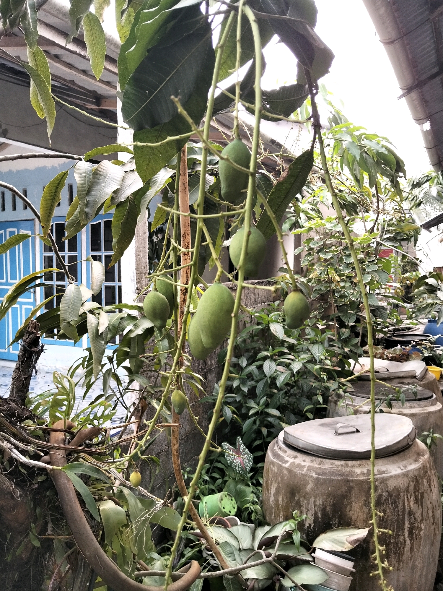 In Arang Limbung, Indonesia, this photograph captures an outdoor scene featuring a mango tree with several green mangoes hanging from its branches. The tree's branches extend towards the foreground and right side of the image, with large green leaves visible throughout. In the background, a light blue building with white-trimmed windows is partially visible, suggesting a residential or commercial structure. Two large, lidded clay jars, commonly used for water storage, are situated in the lower right portion of the frame, surrounded by various plants and foliage. The environment appears to be somewhat overgrown with vegetation, hinting at a possibly unkempt or natural setting.